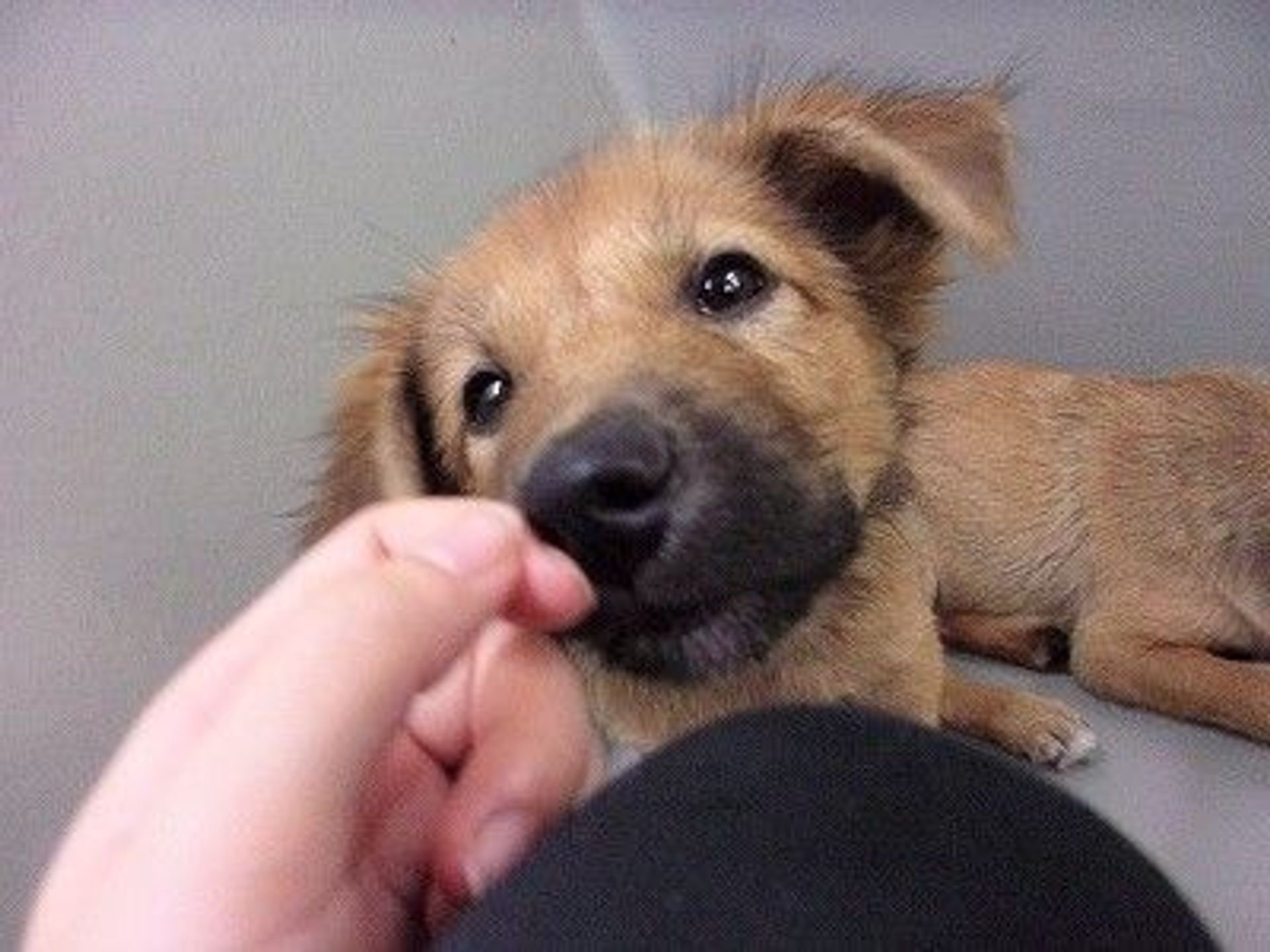 雑種（ミックス犬）・メスの里親募集の写真