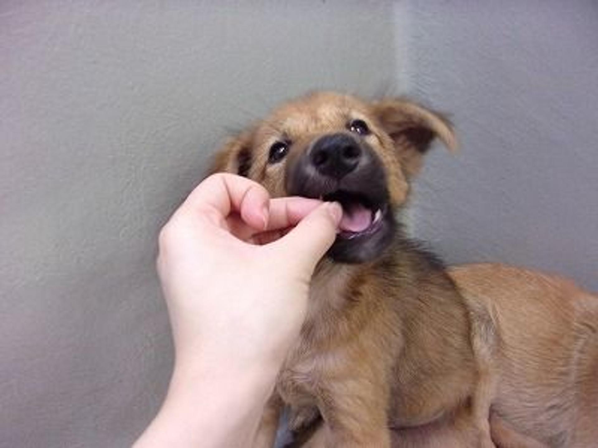 pet-image-3