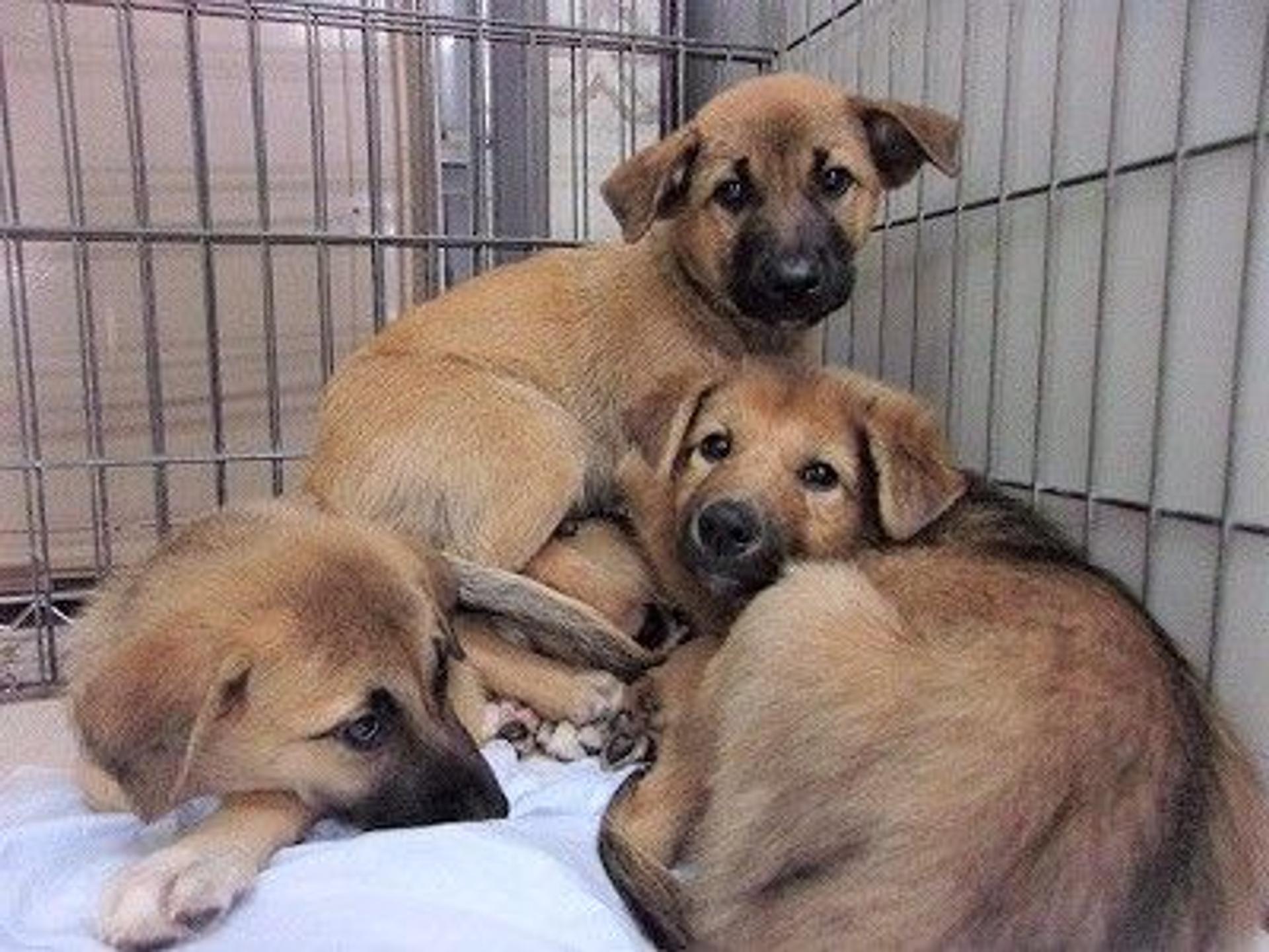 pet-image-5