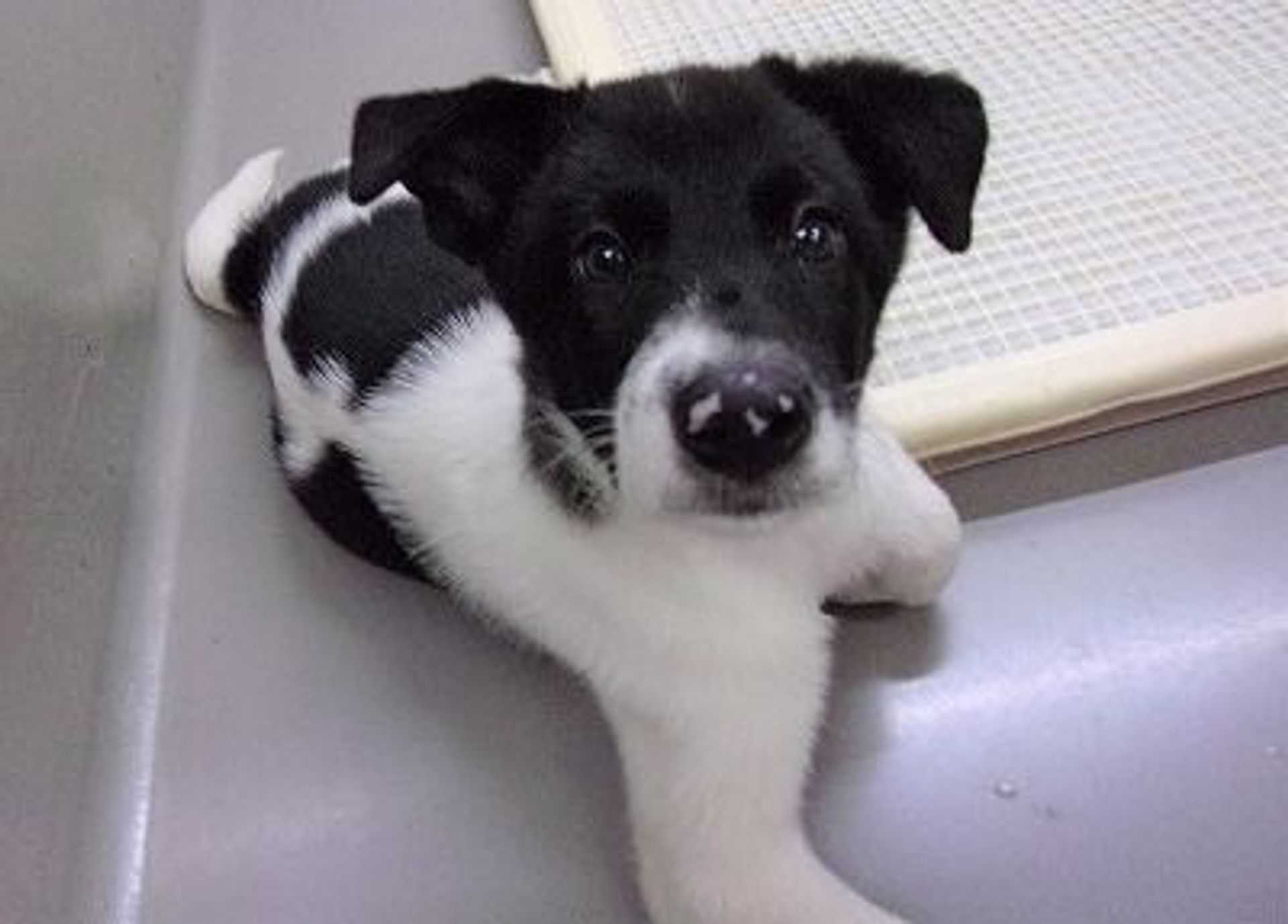 雑種（ミックス犬）・オスの里親募集の写真