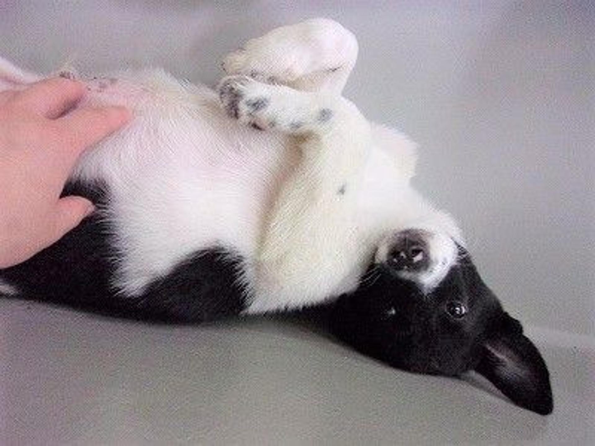 pet-image-3