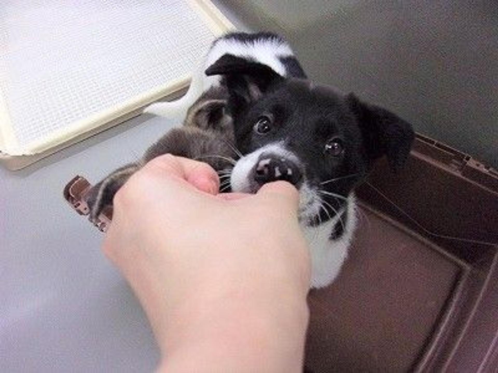 pet-image-4
