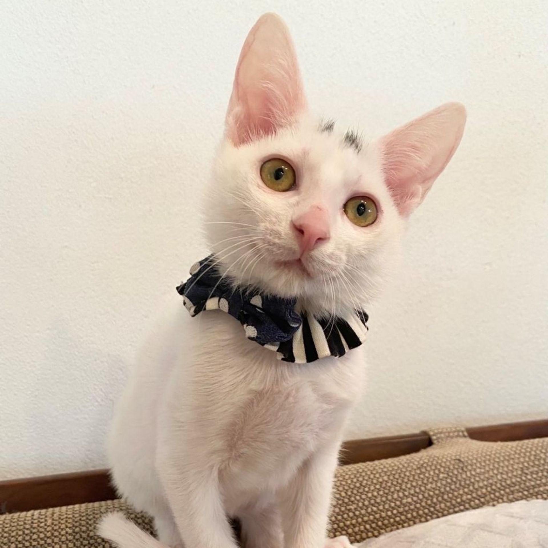 雑種（ミックス猫）・オスの里親募集の写真