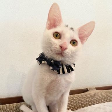 リッチの写真