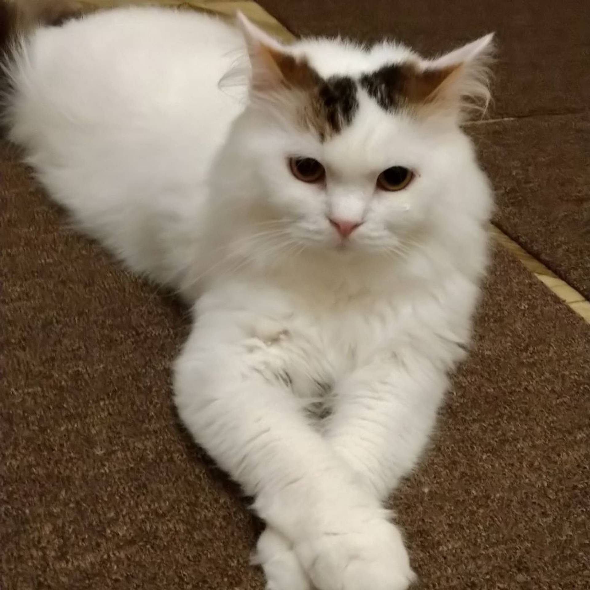 雑種（ミックス猫）・オスの里親募集の写真