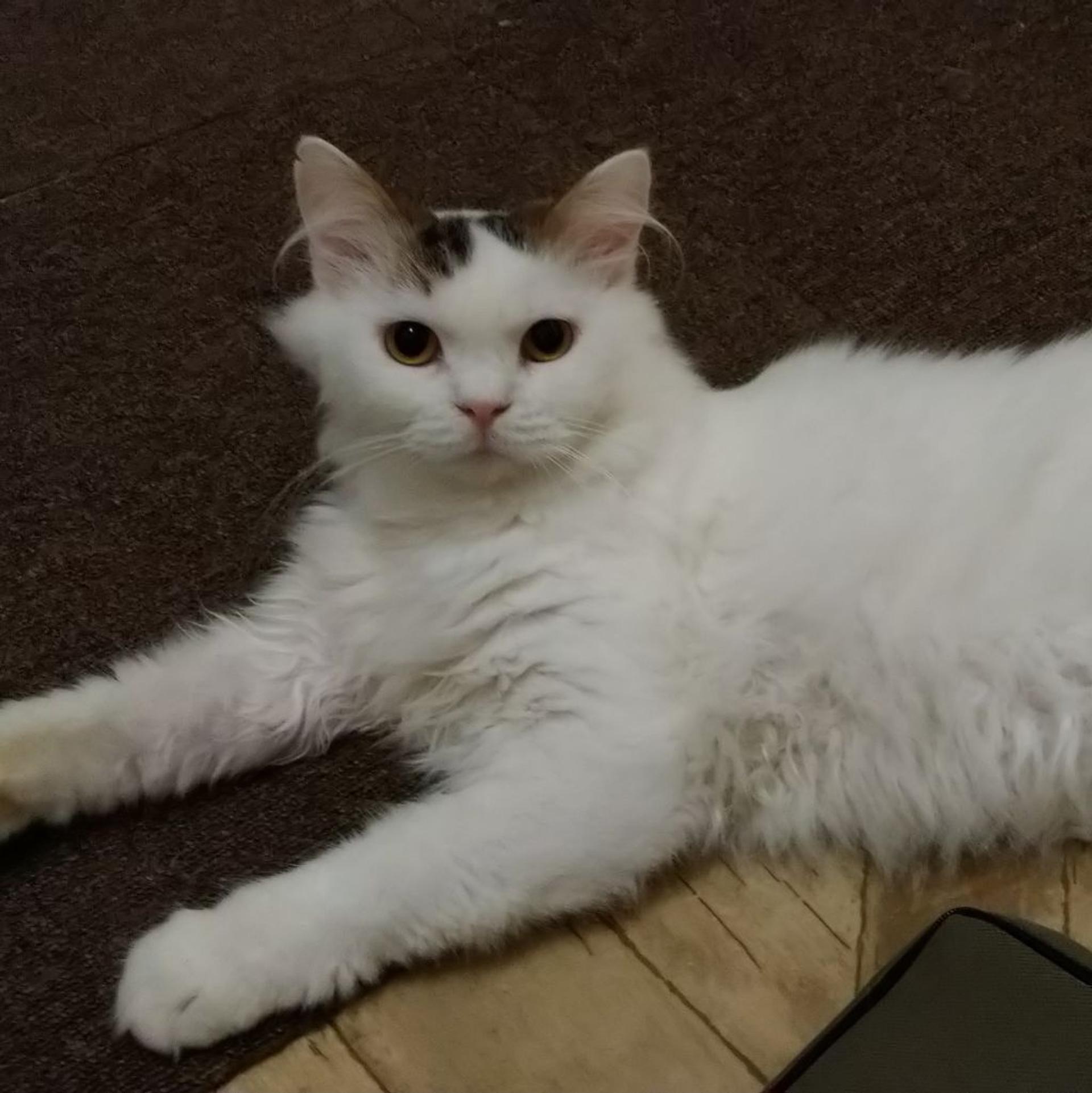 pet-image-2