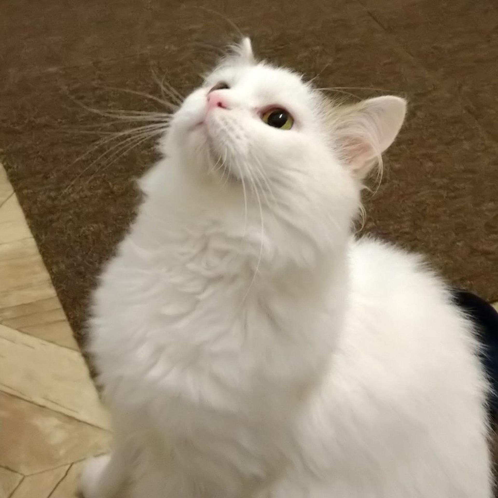pet-image-3