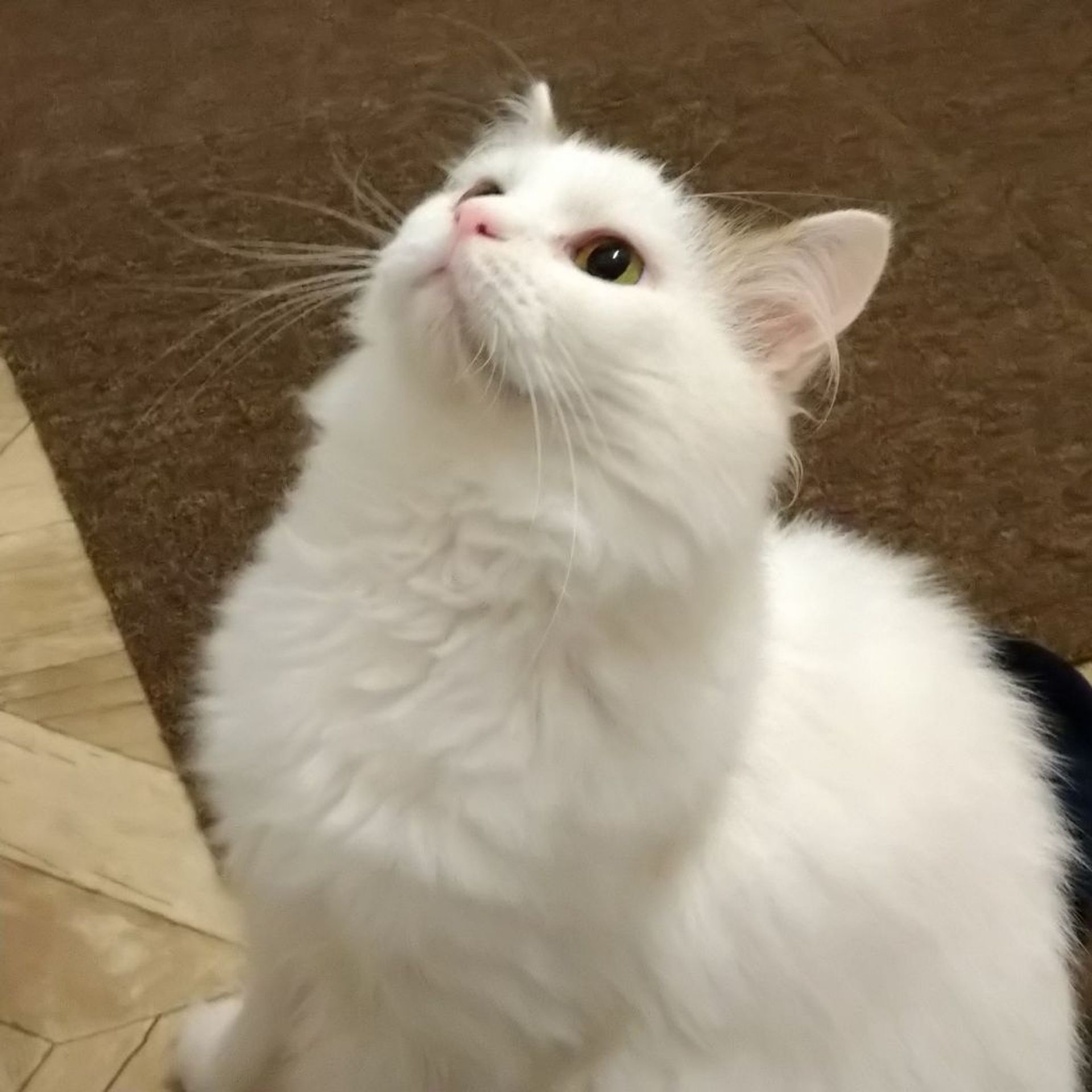 雑種（ミックス猫）・オスの里親募集の写真