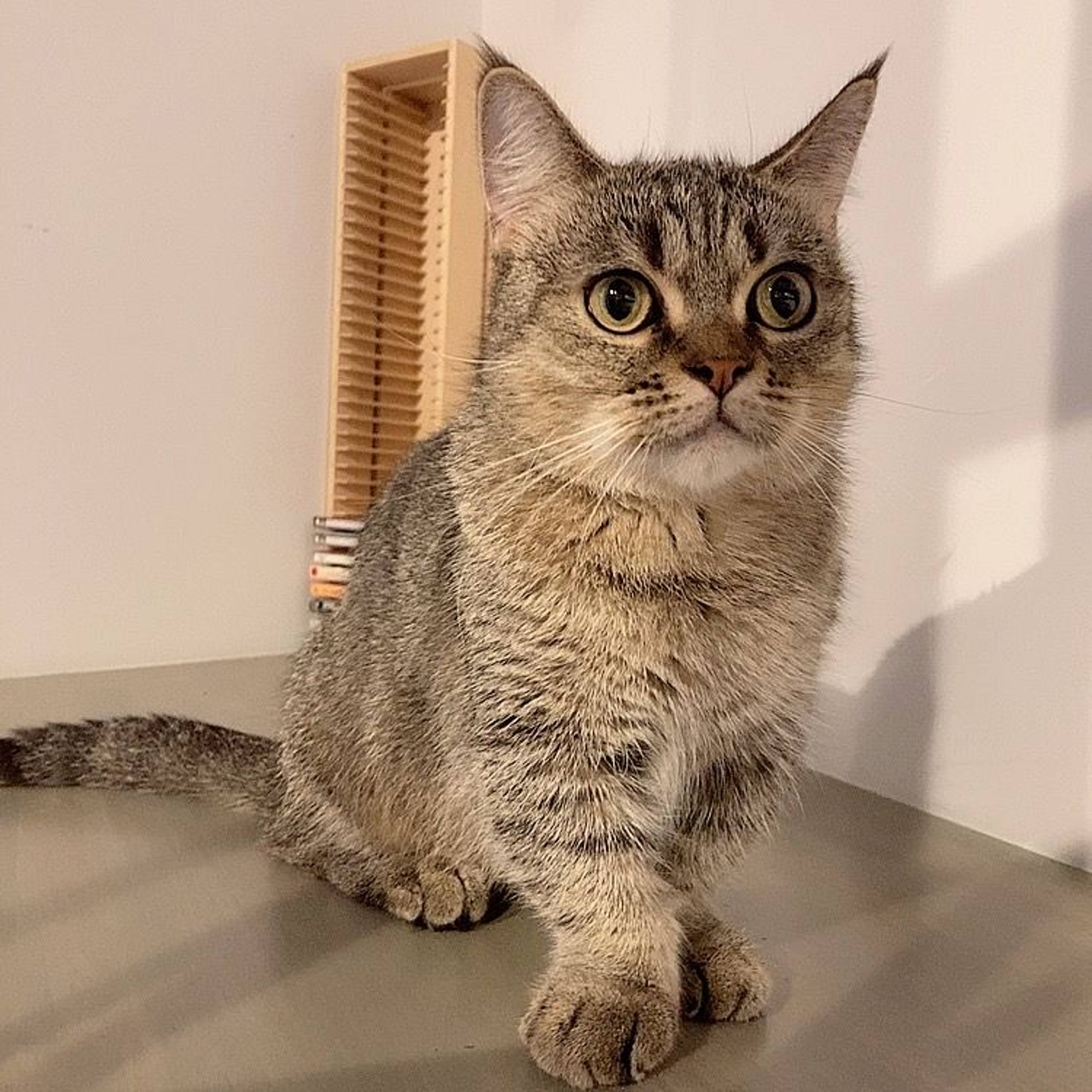 マンチカン・メスの里親募集の写真