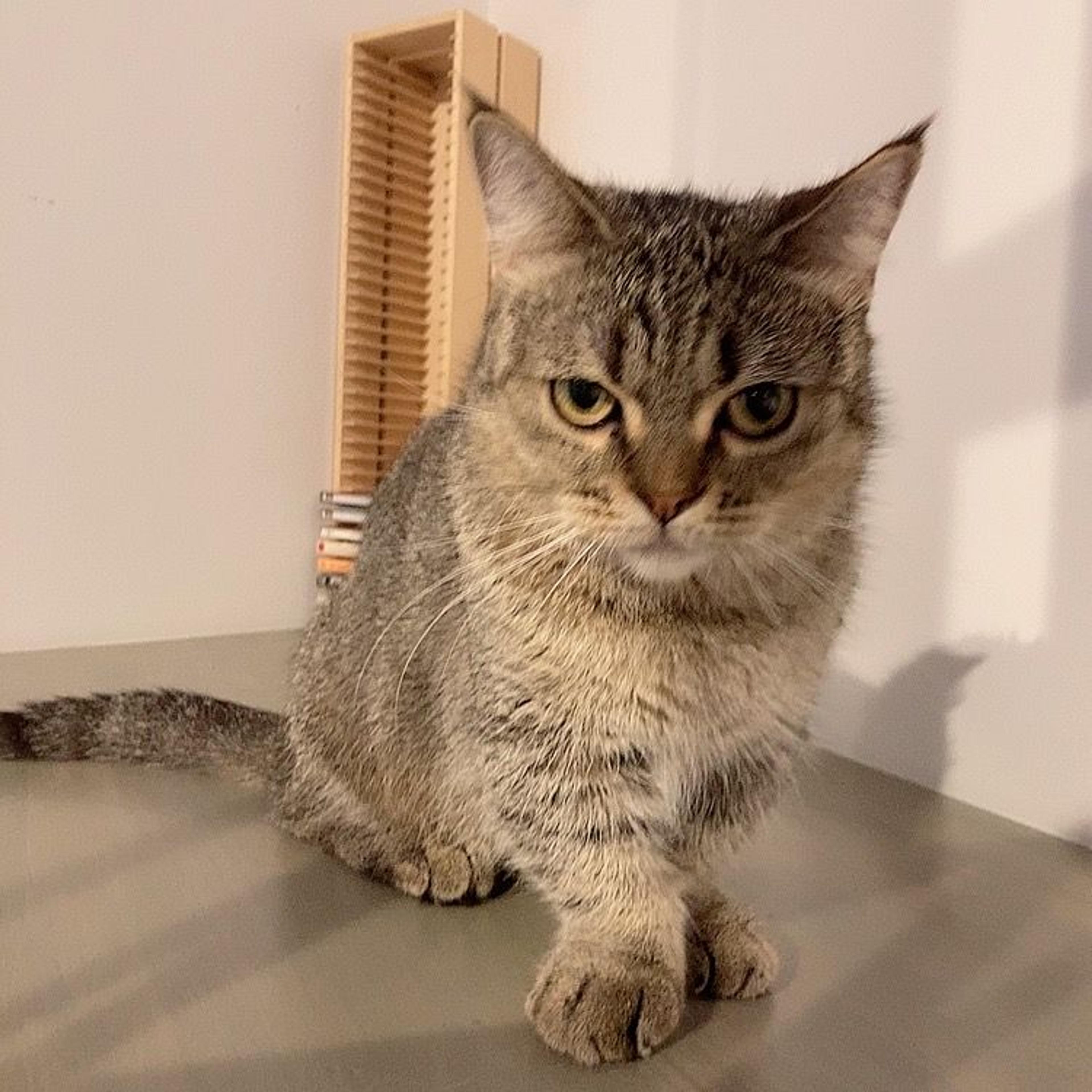 pet-image-2