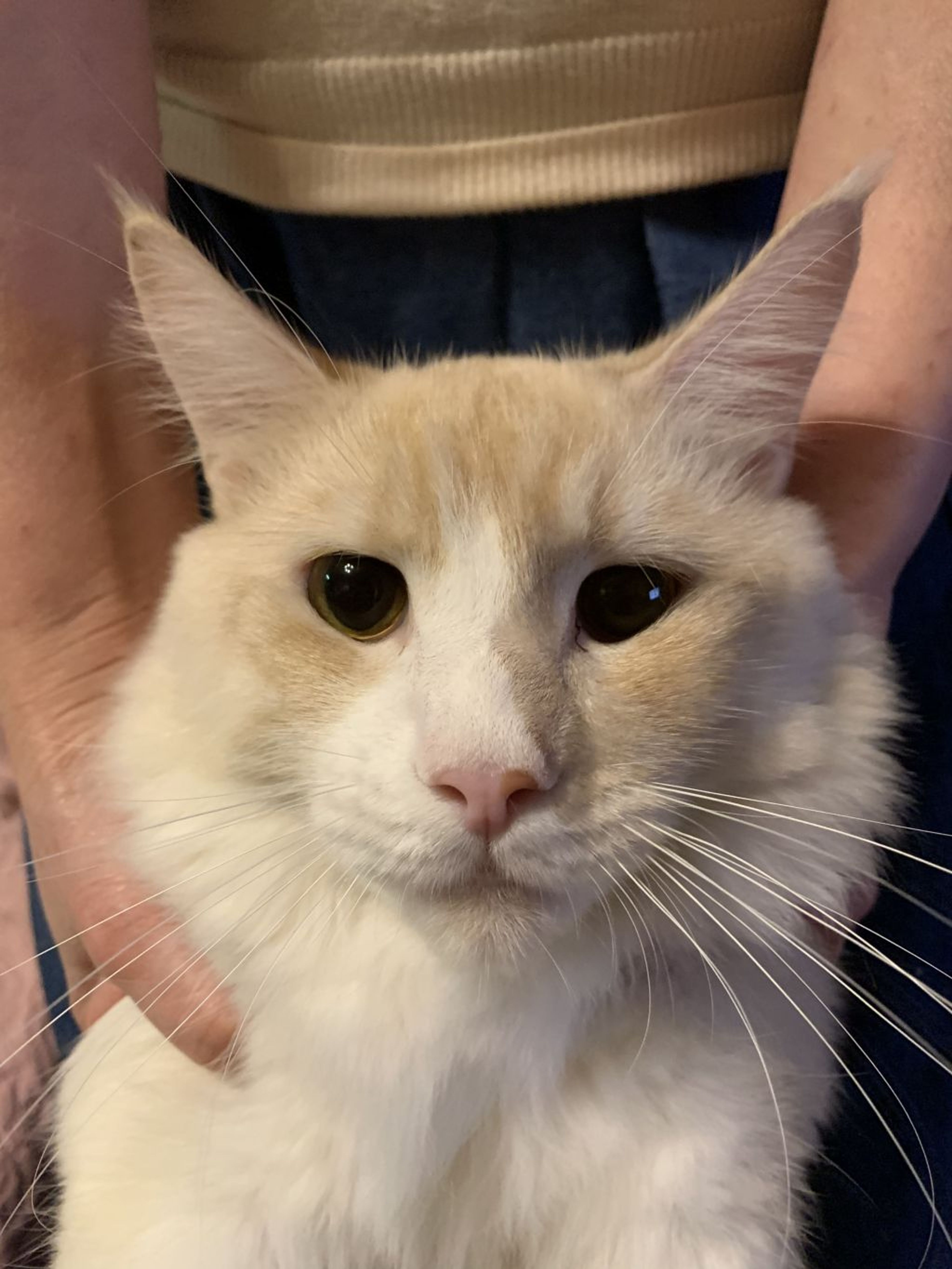 雑種（ミックス猫）・オスの里親募集の写真