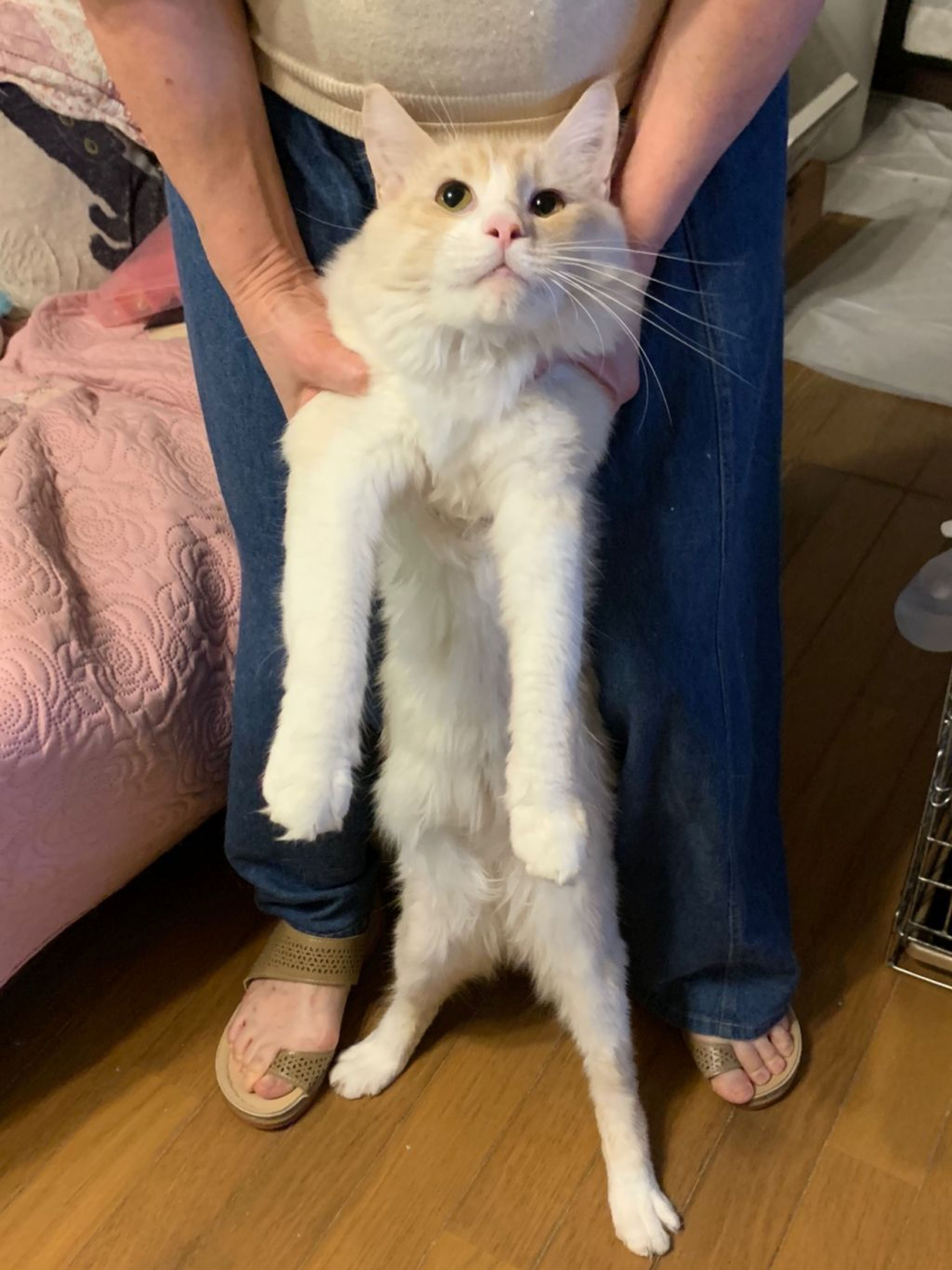 pet-image-4