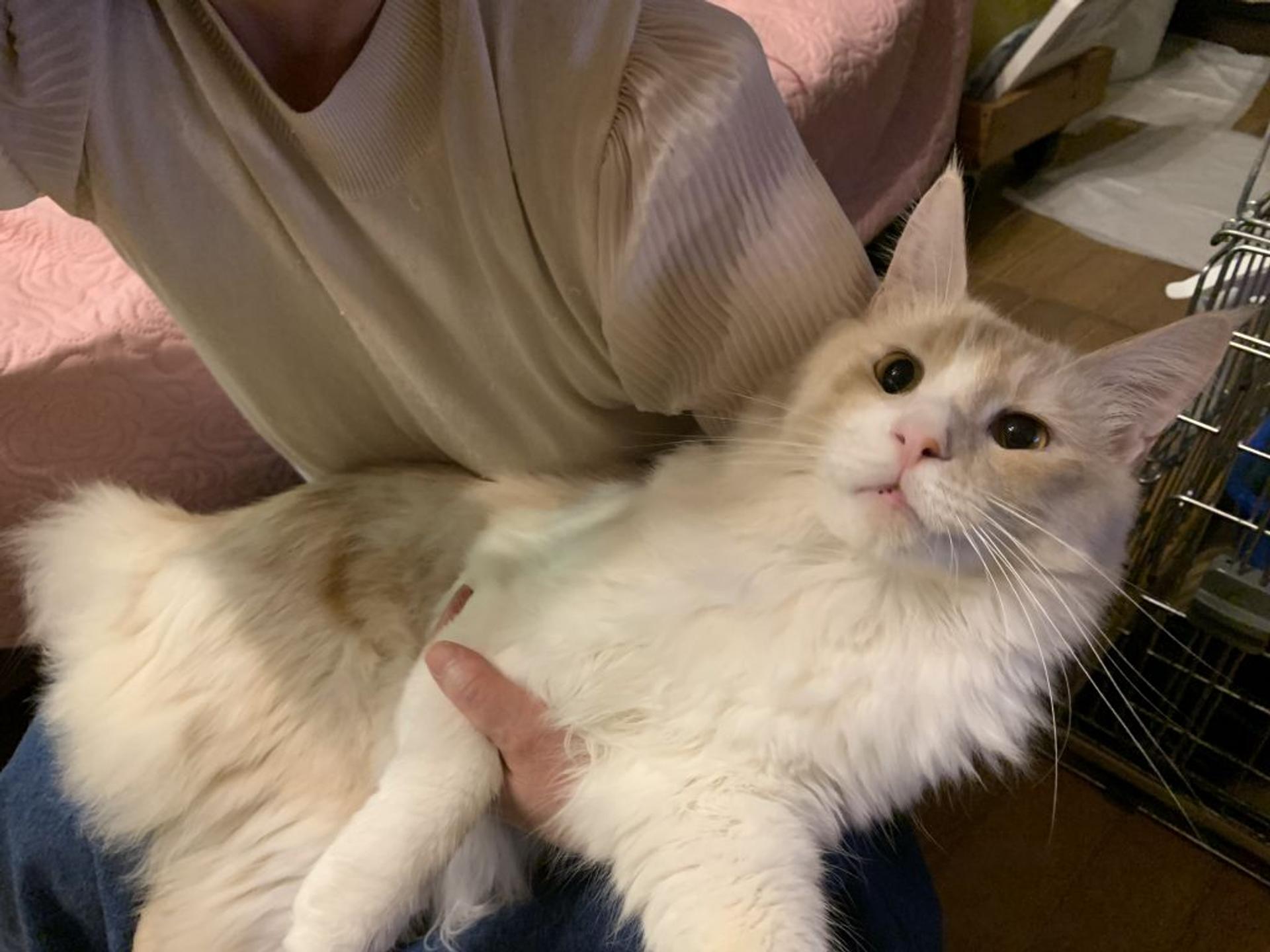 pet-image-6