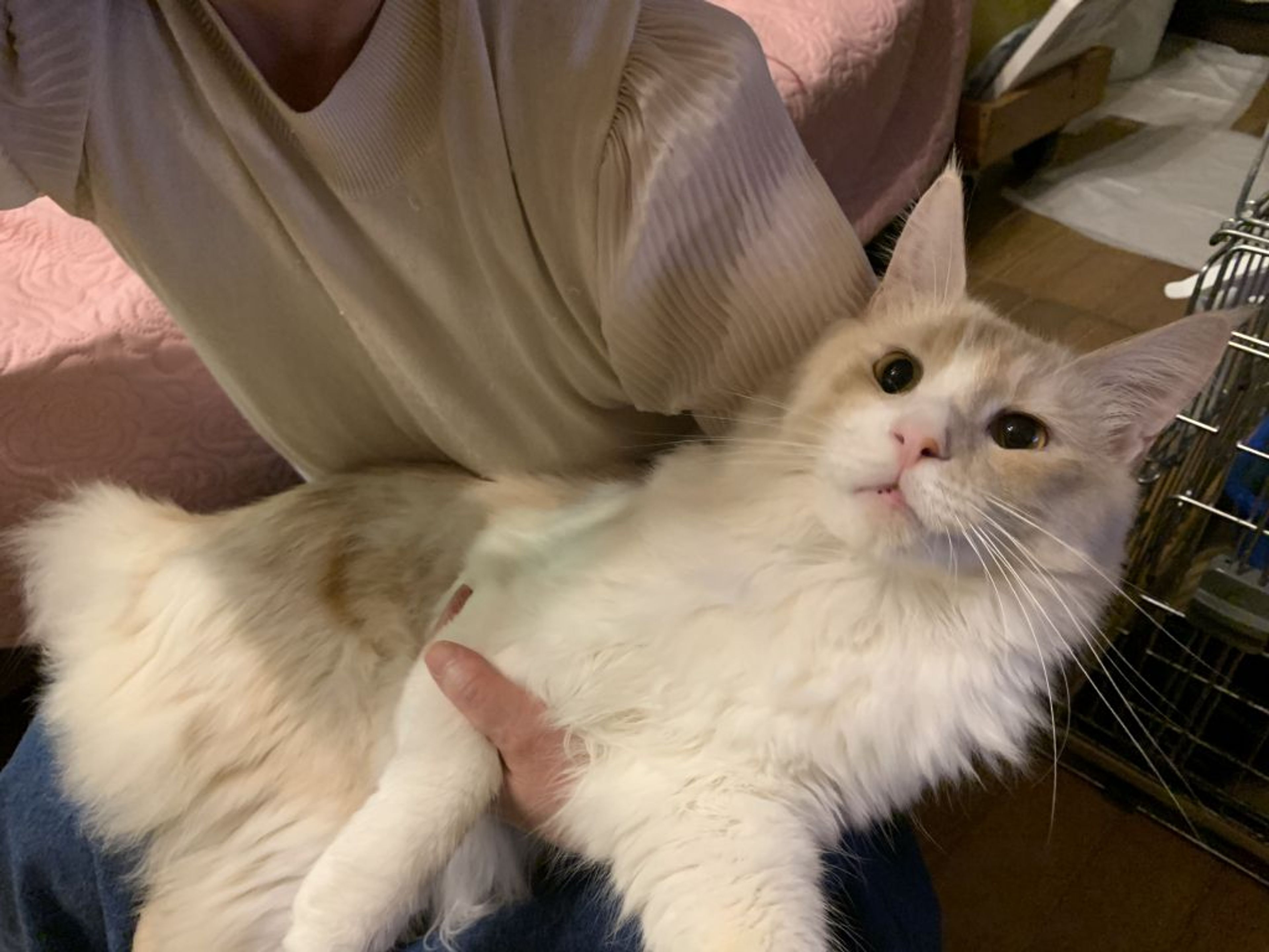 pet-image-6