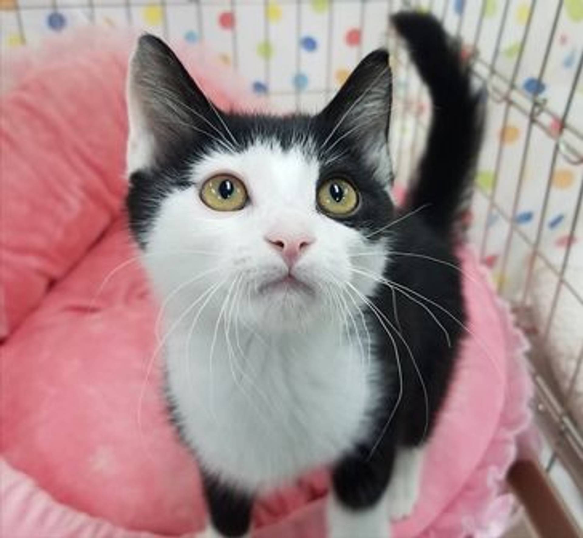 雑種（ミックス猫）・オスの里親募集の写真