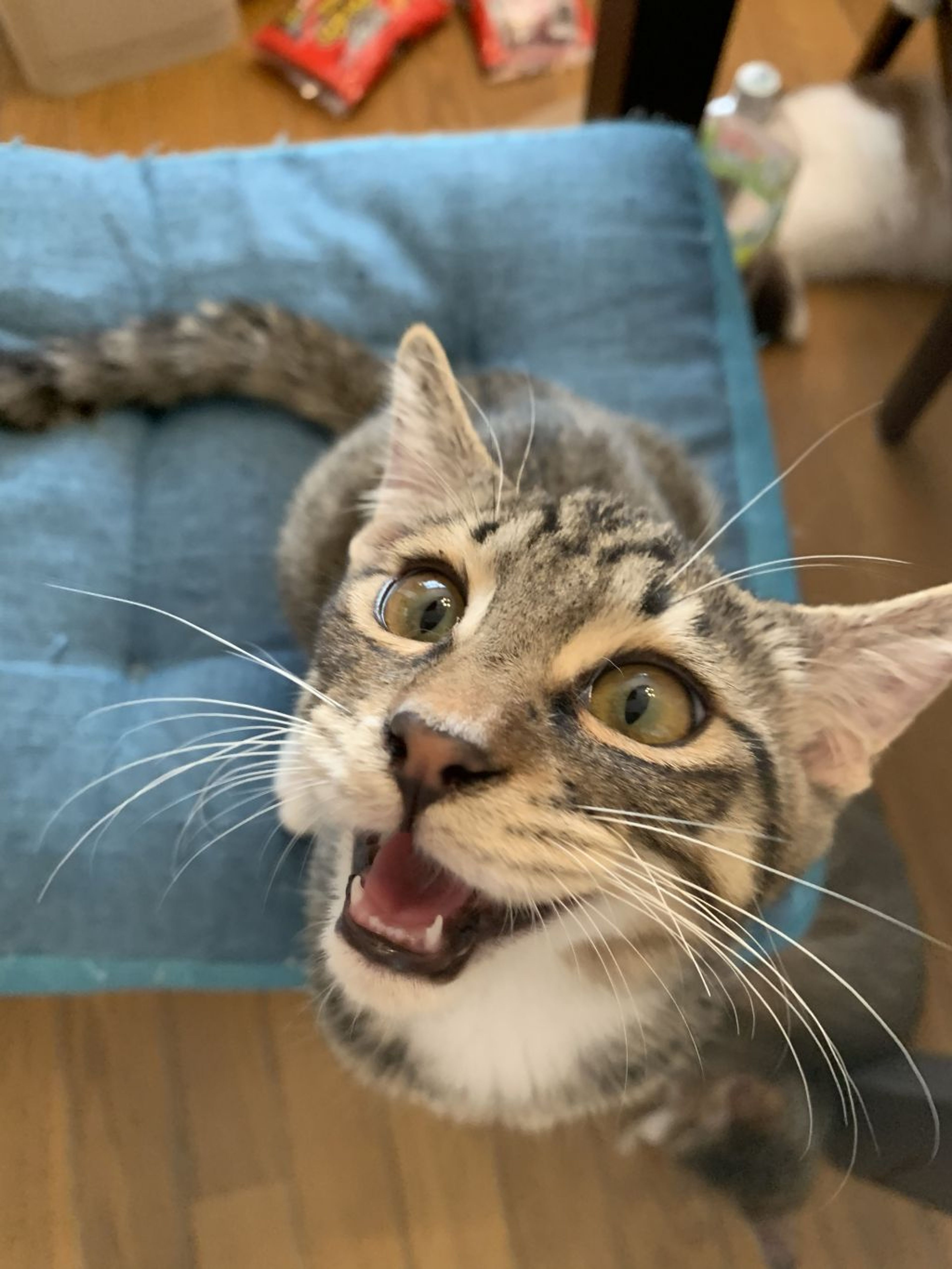 pet-image-3