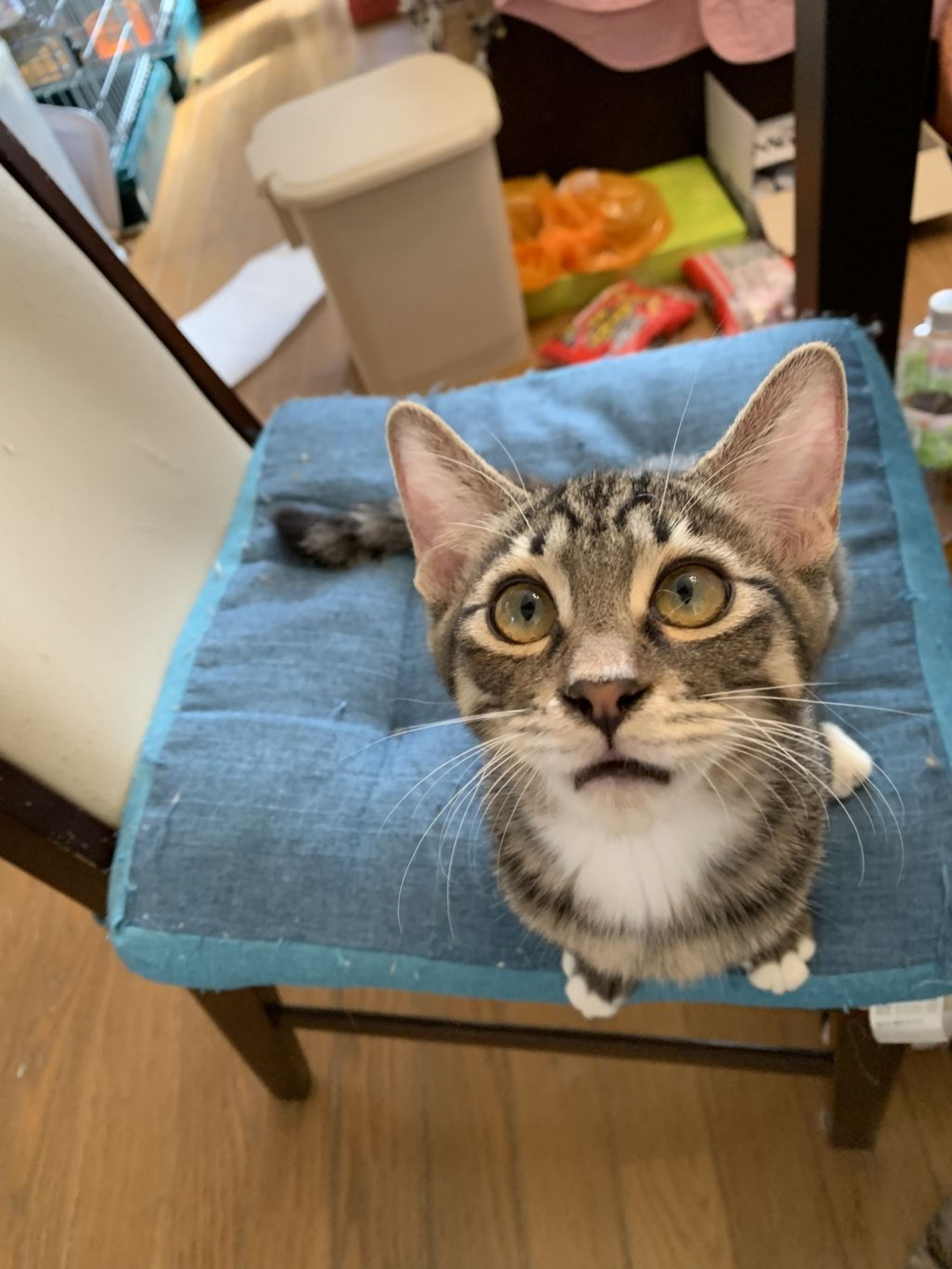 pet-image-4