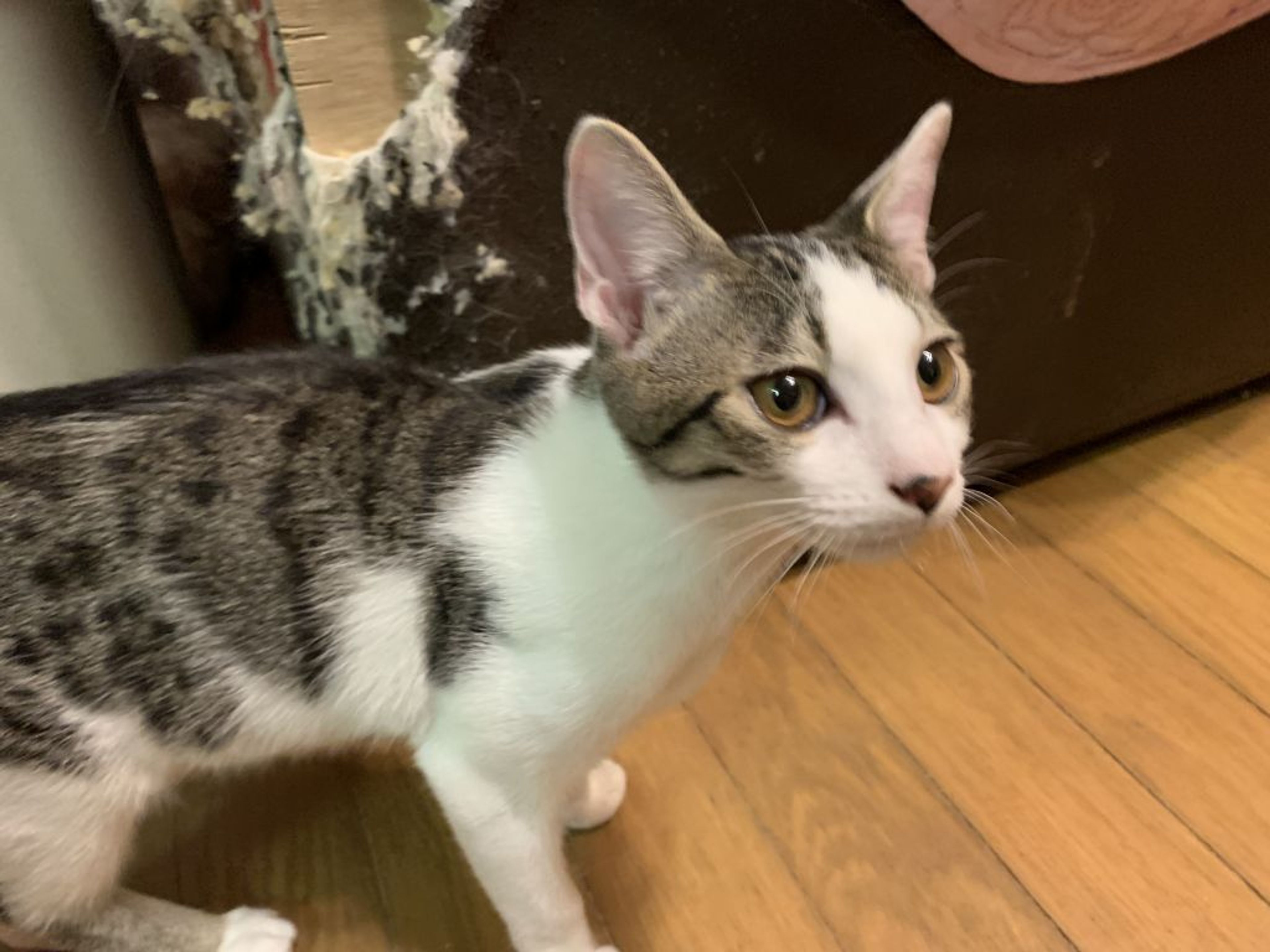 pet-image-2