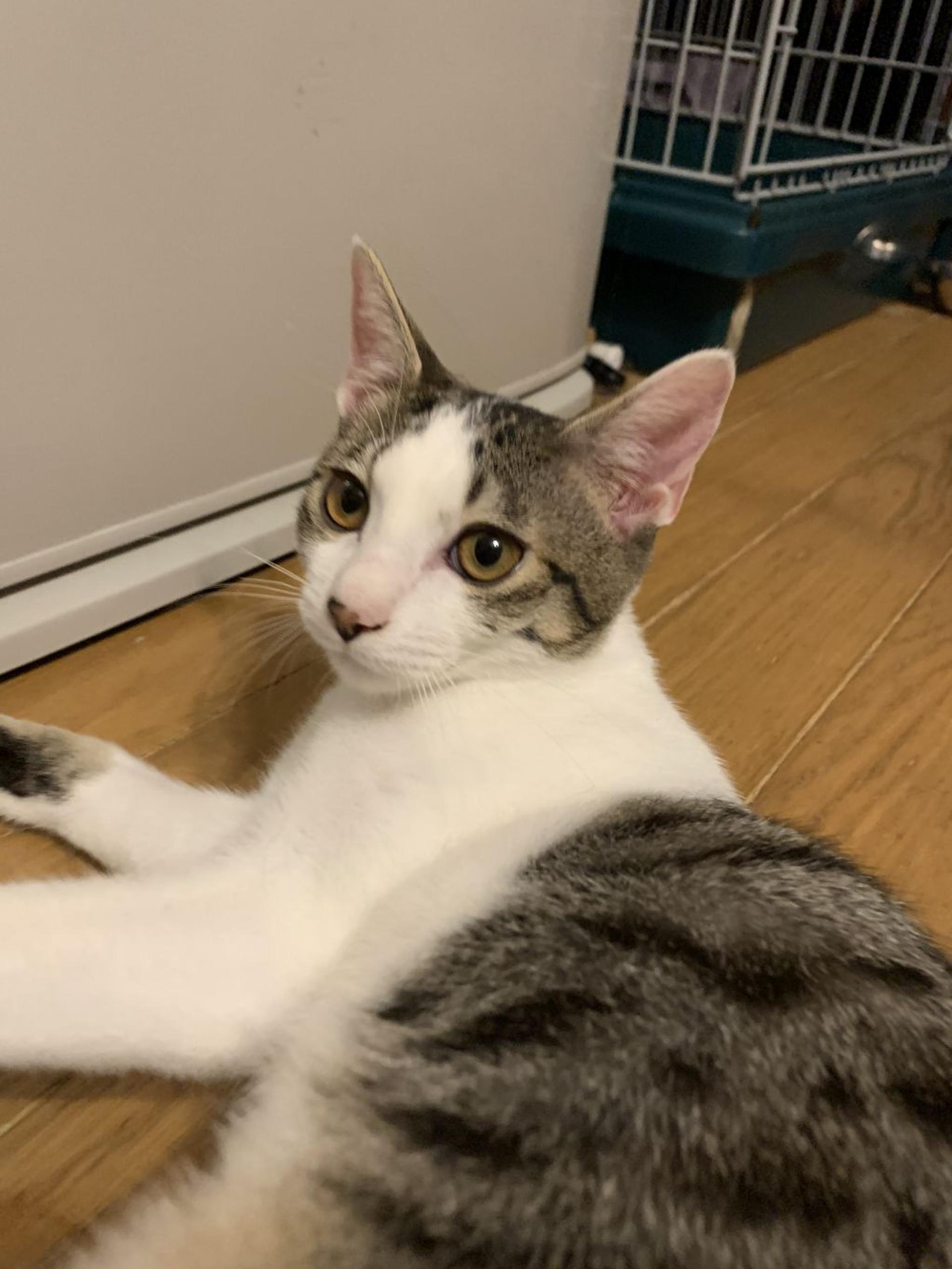 pet-image-3
