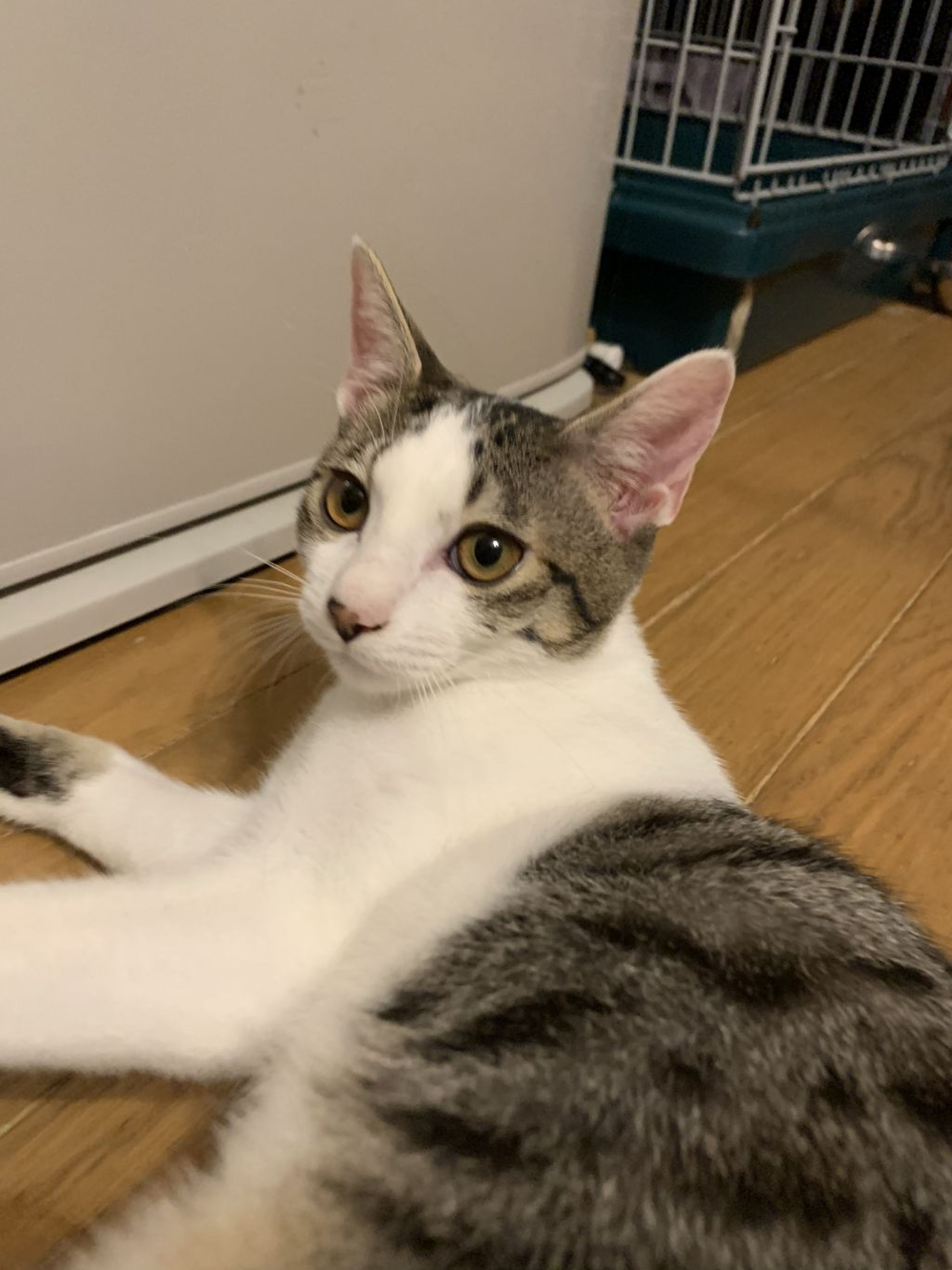 pet-image-3