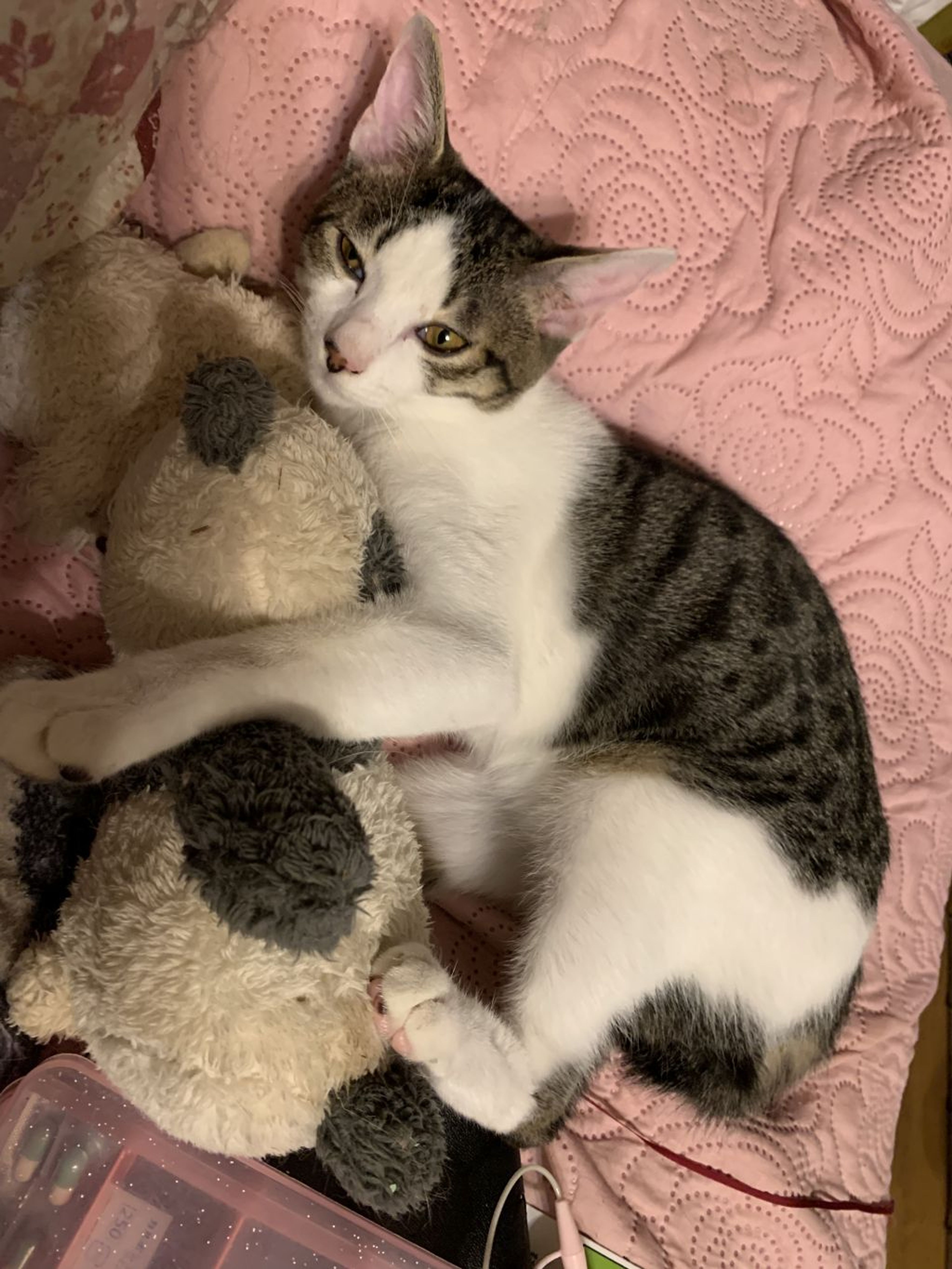 pet-image-5
