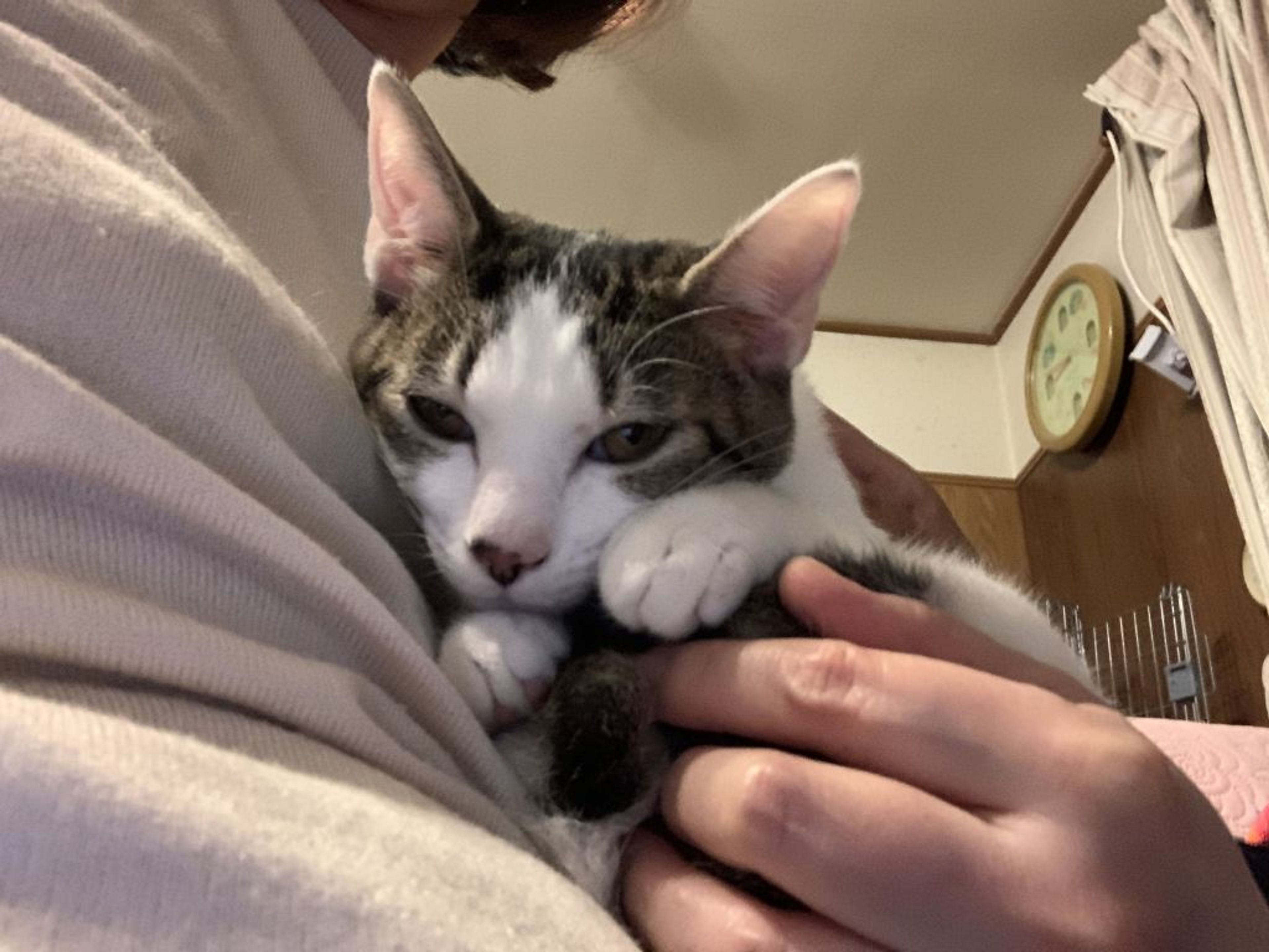 pet-image-6