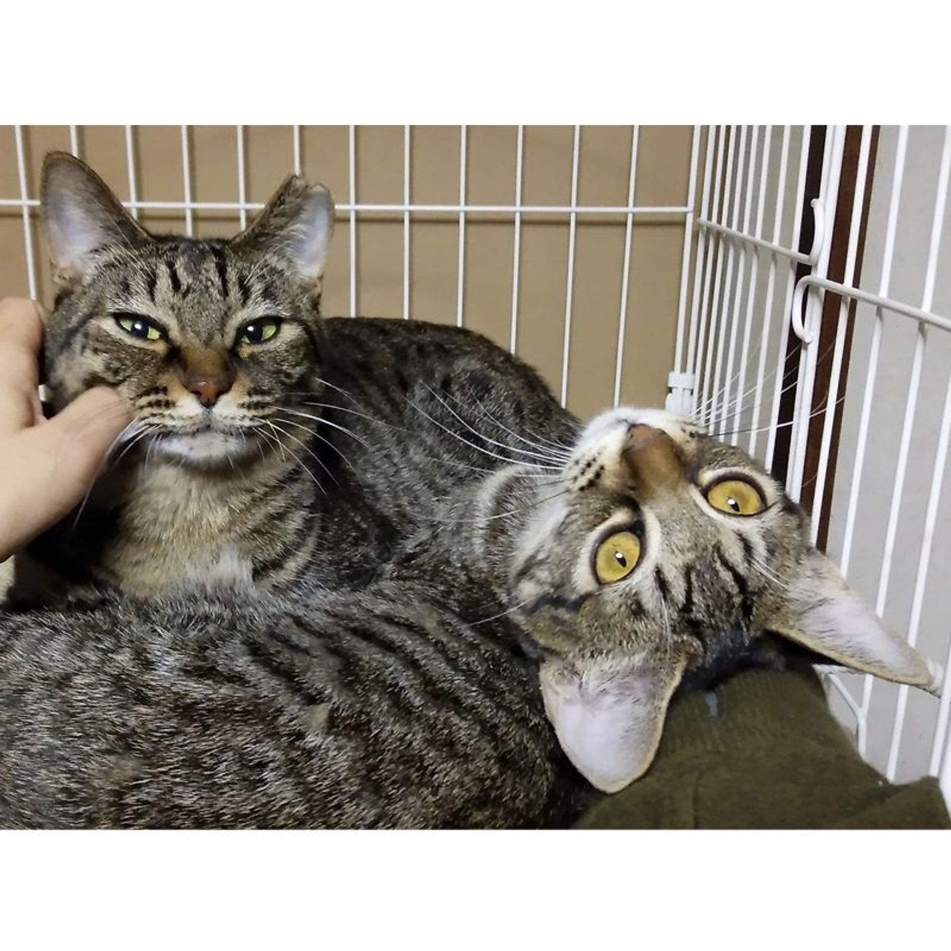 雑種（ミックス猫）・メスの里親募集の写真
