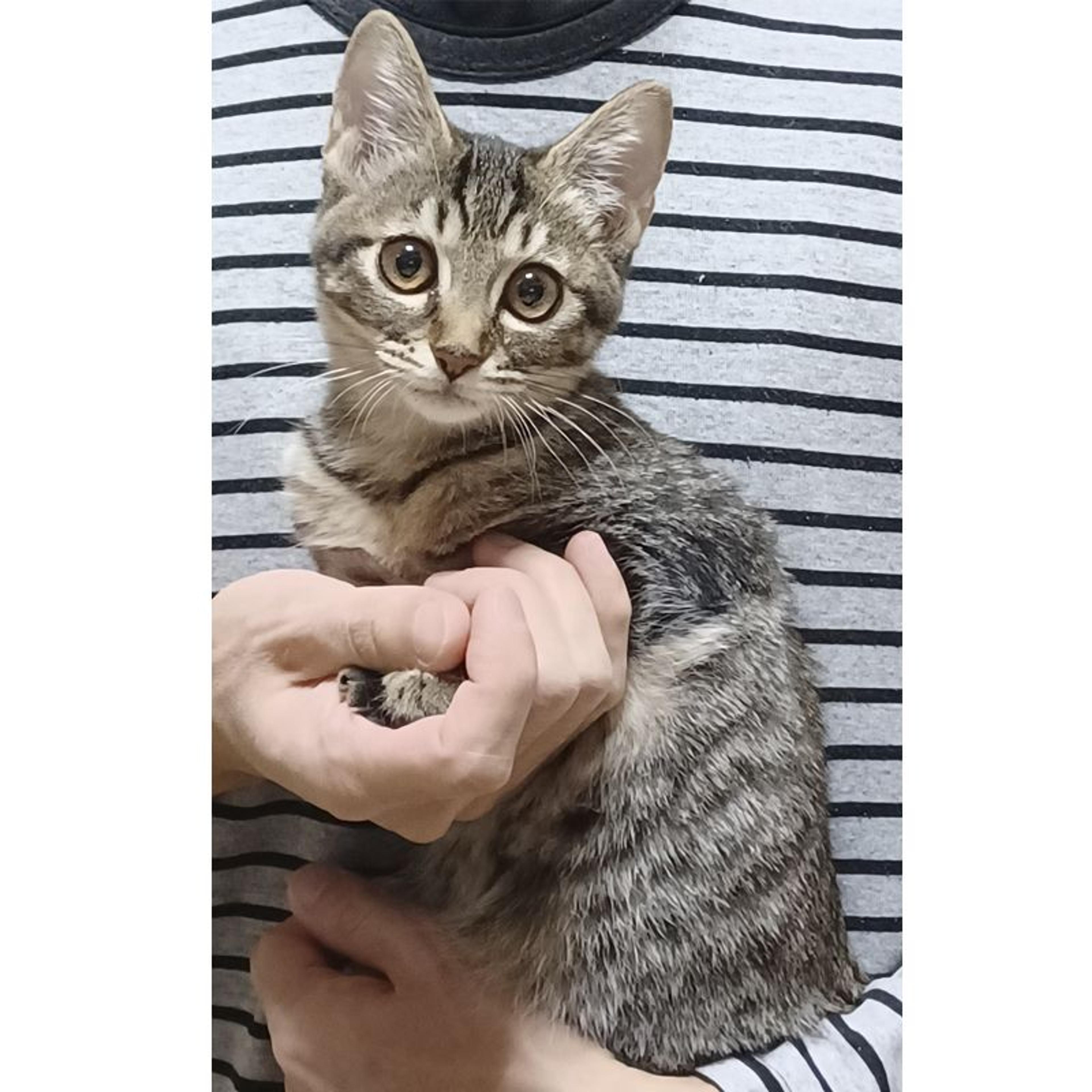 pet-image-4