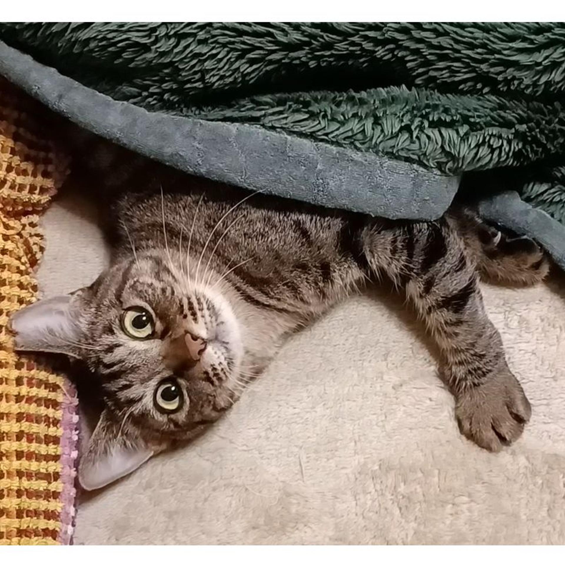 pet-image-5