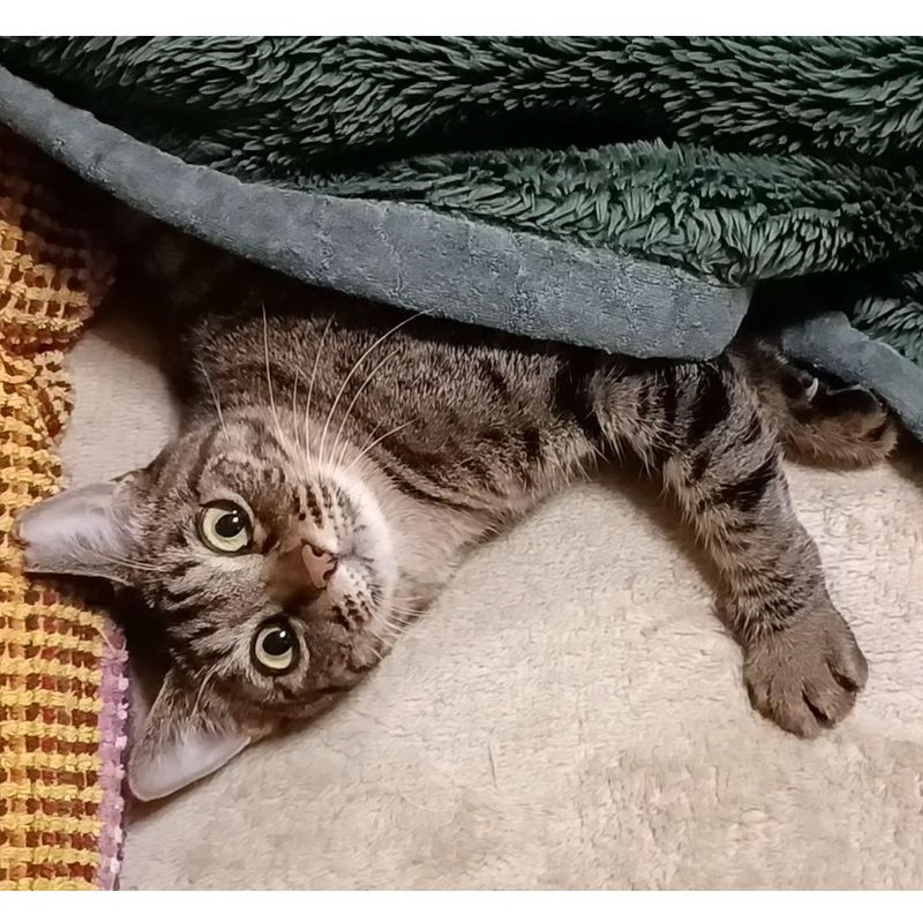 pet-image-5