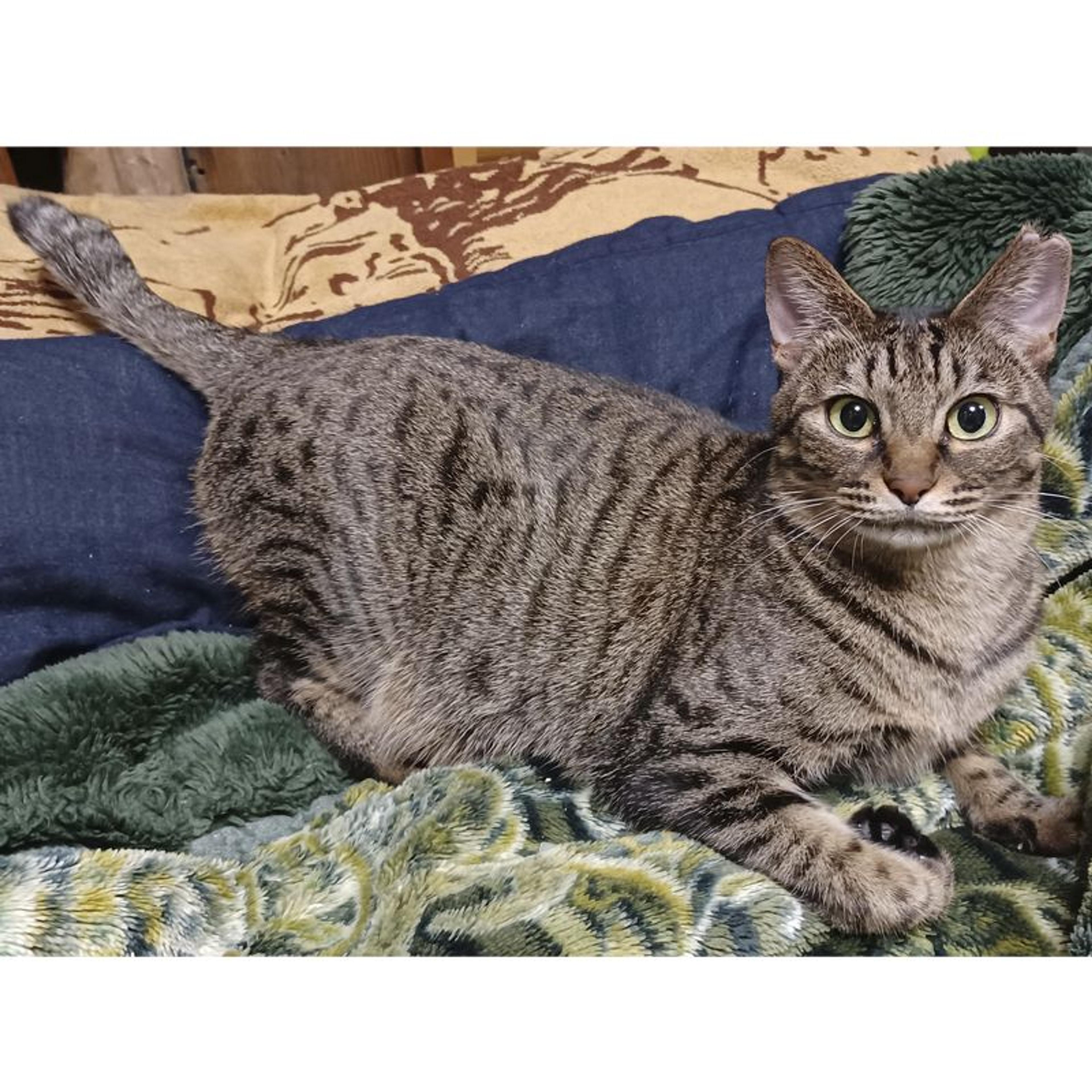 pet-image-7