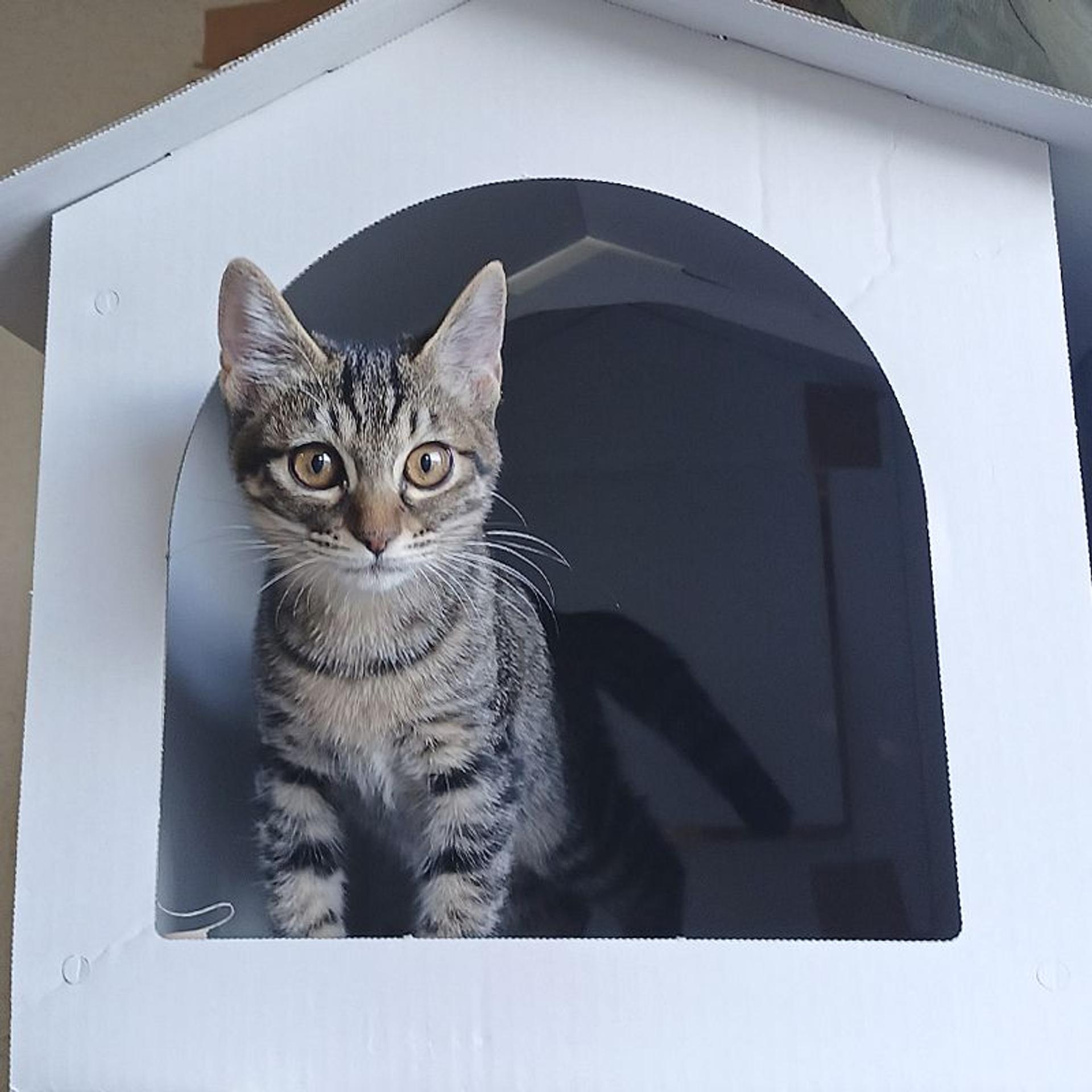 pet-image-8