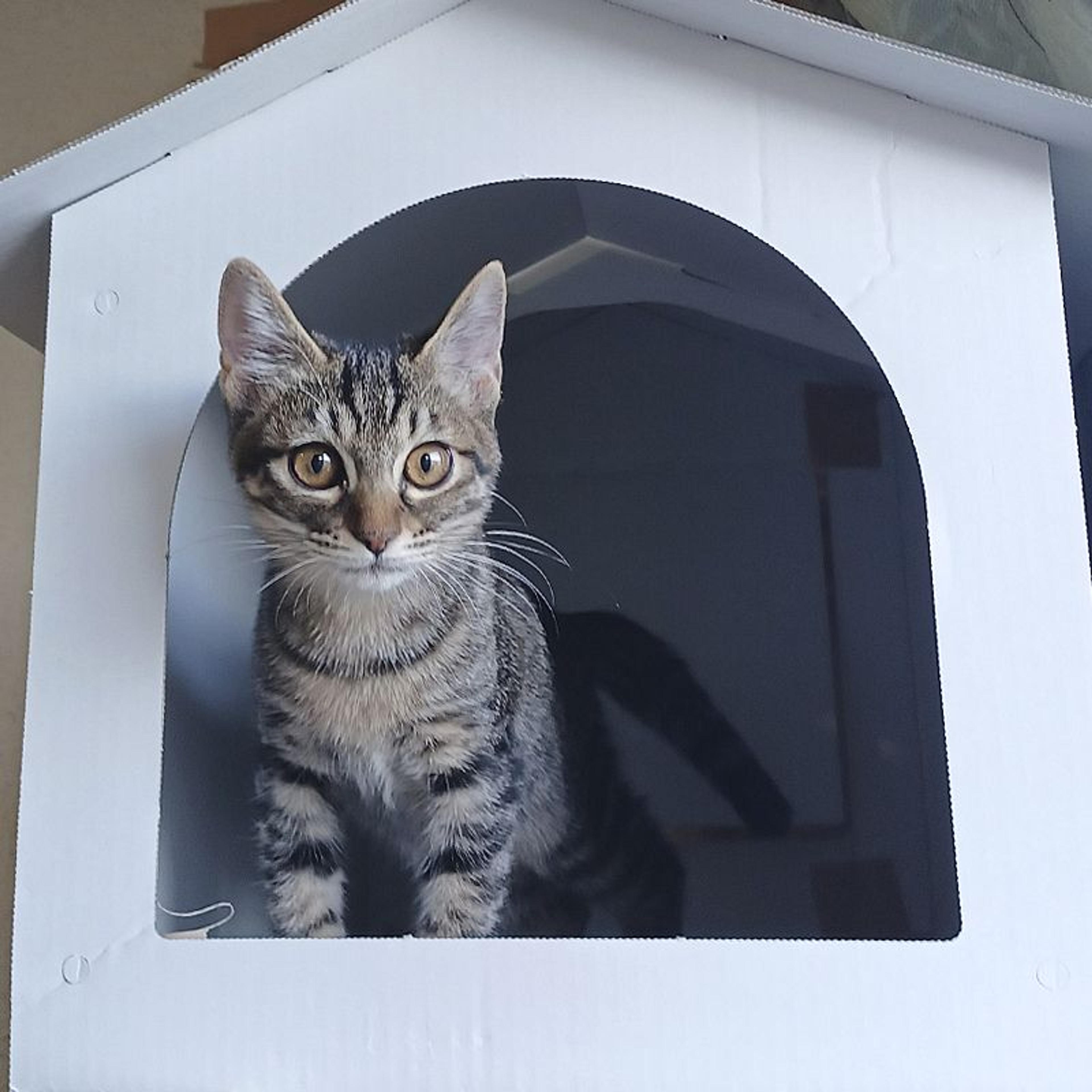 pet-image-8