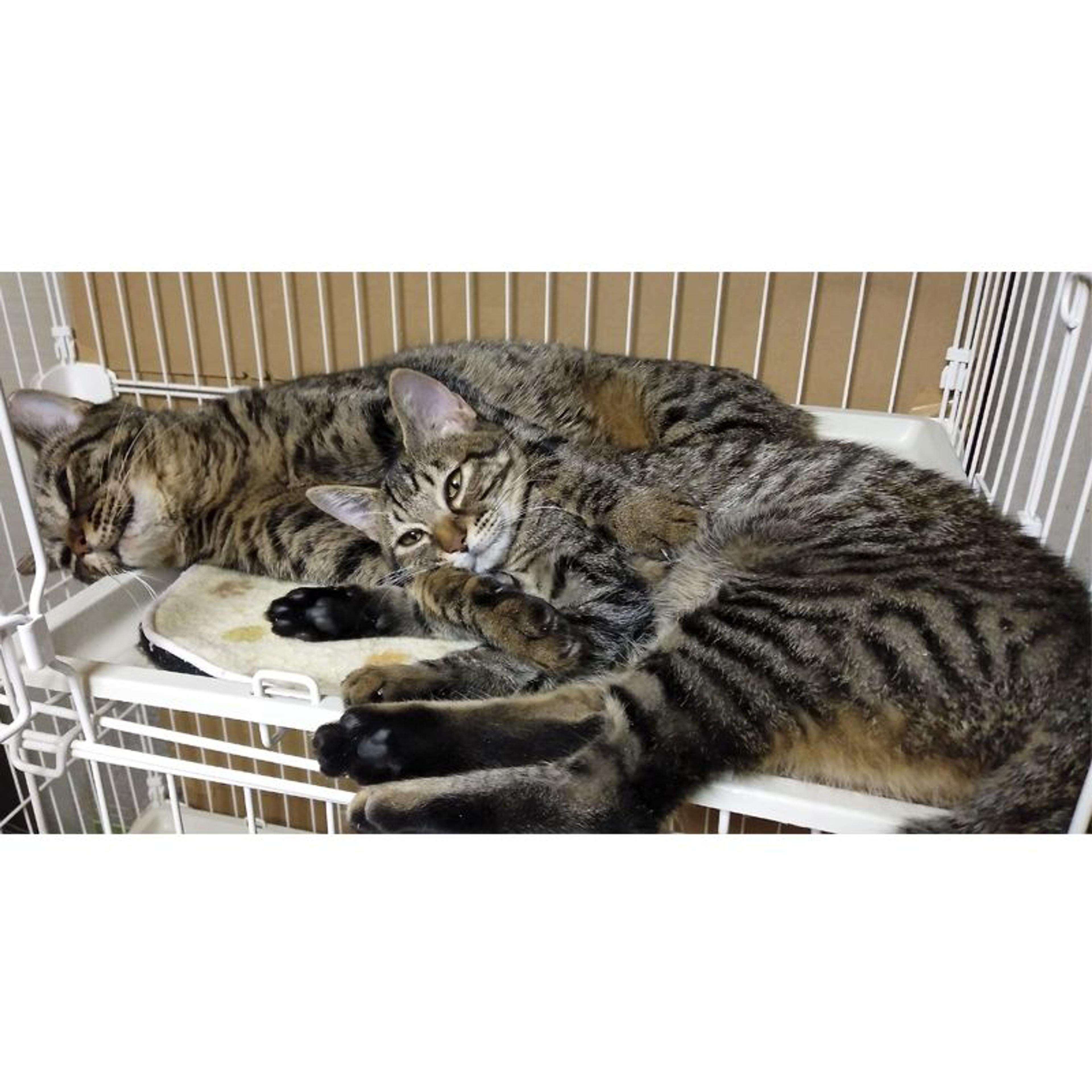 pet-image-9