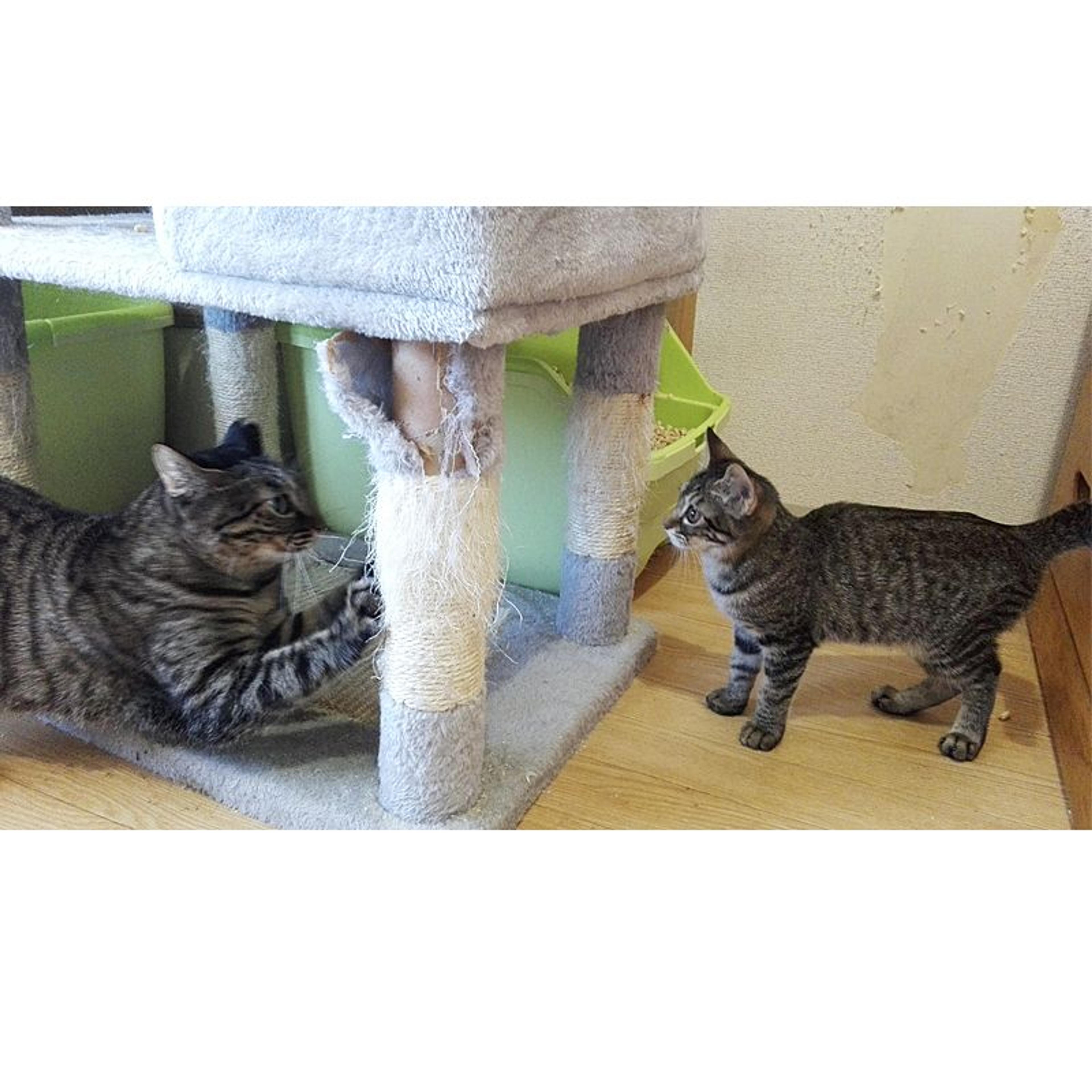 pet-image-11