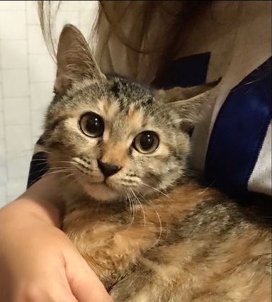ナッツちゃん