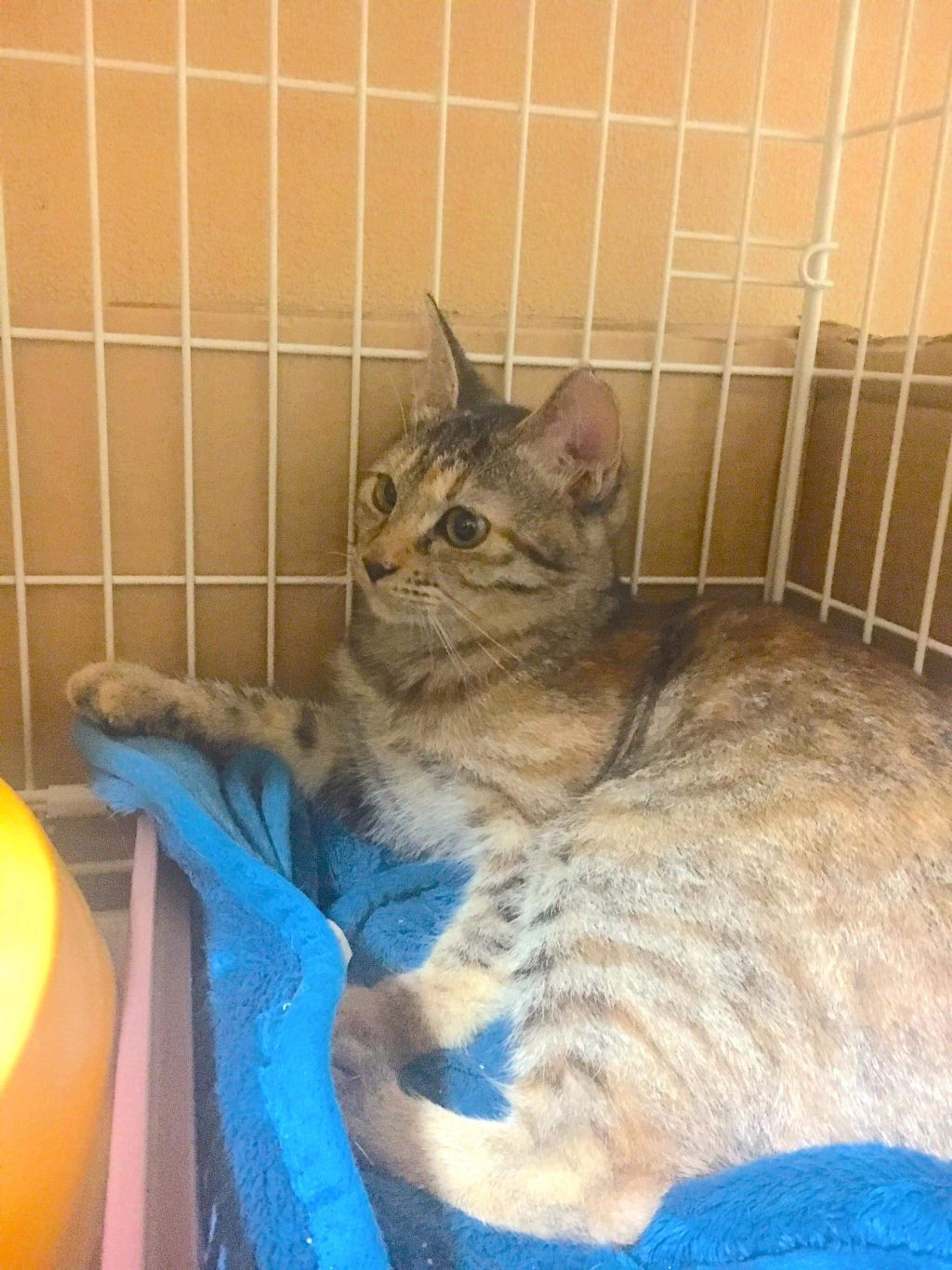 pet-image-2