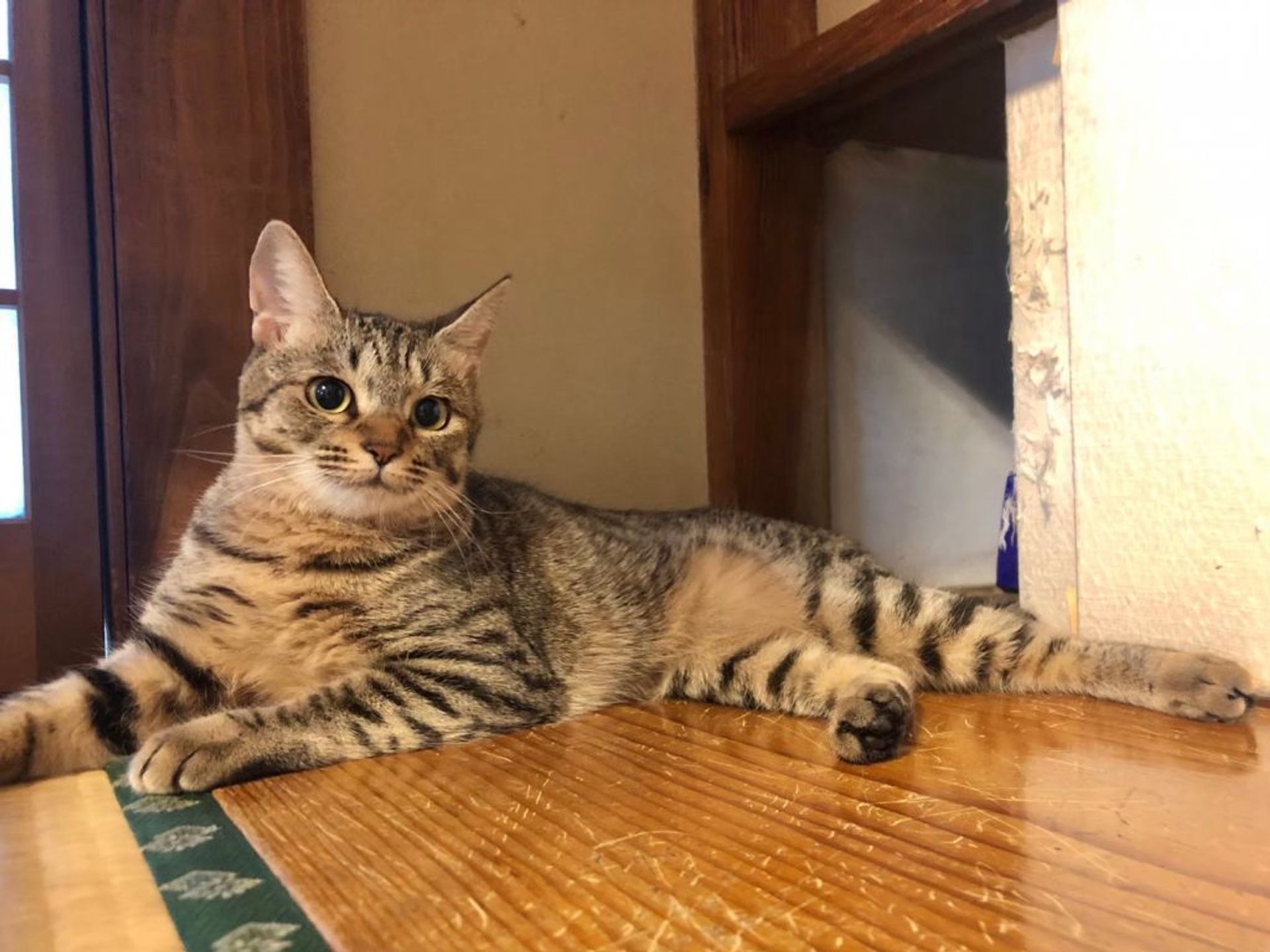 雑種（ミックス猫）・メスの里親募集の写真