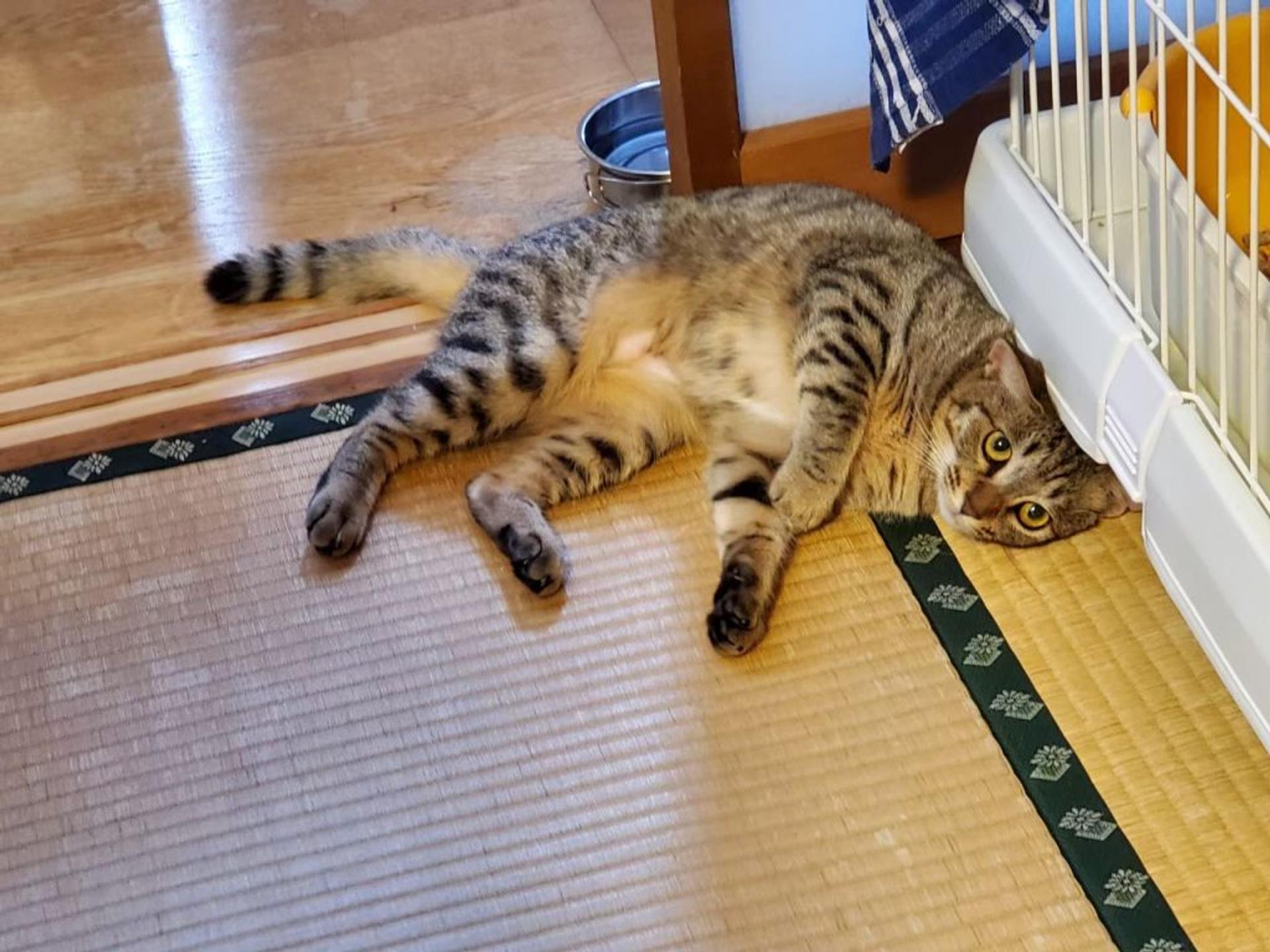 pet-image-2