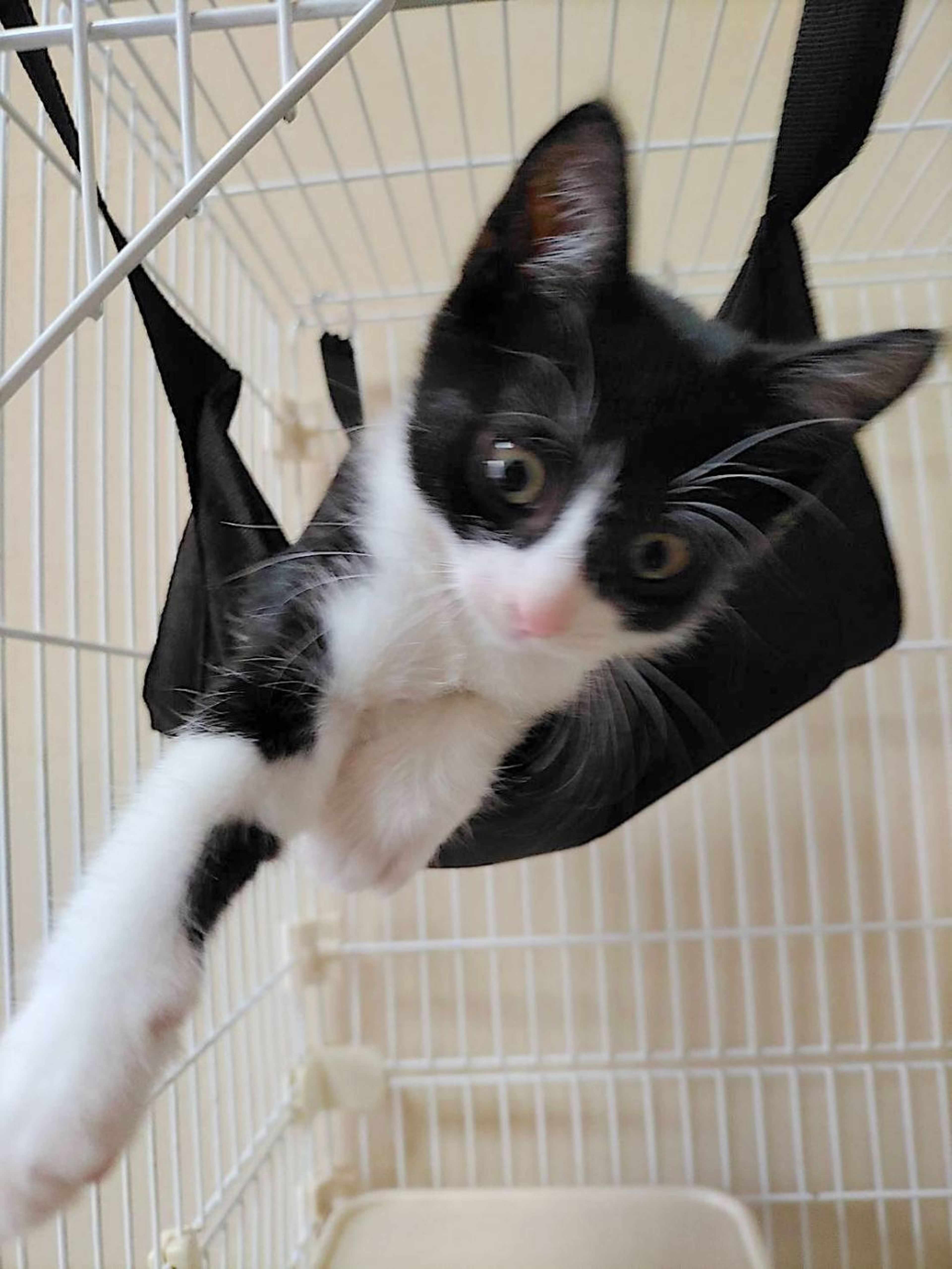 日本猫・オスの里親募集の写真