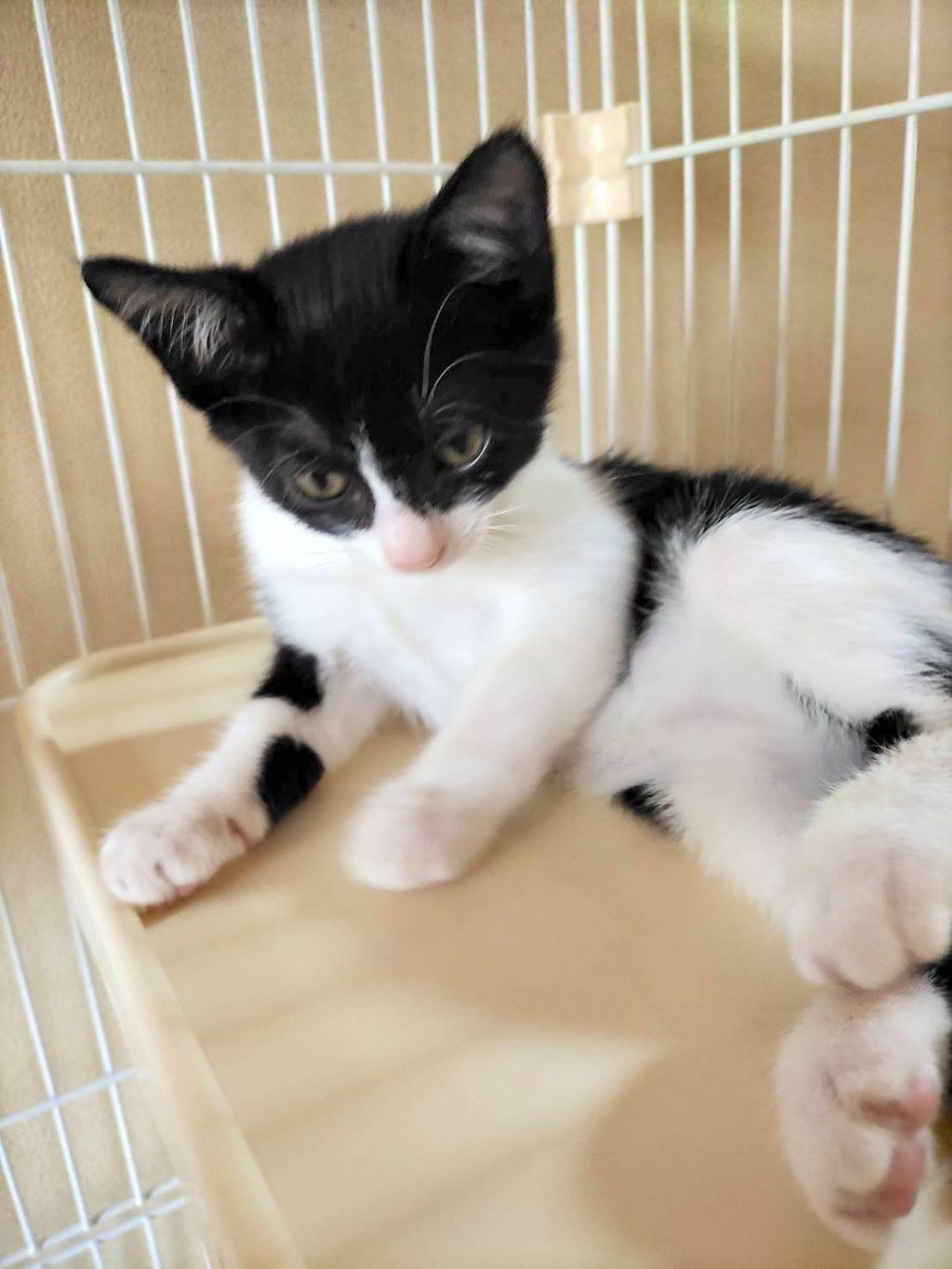pet-image-2