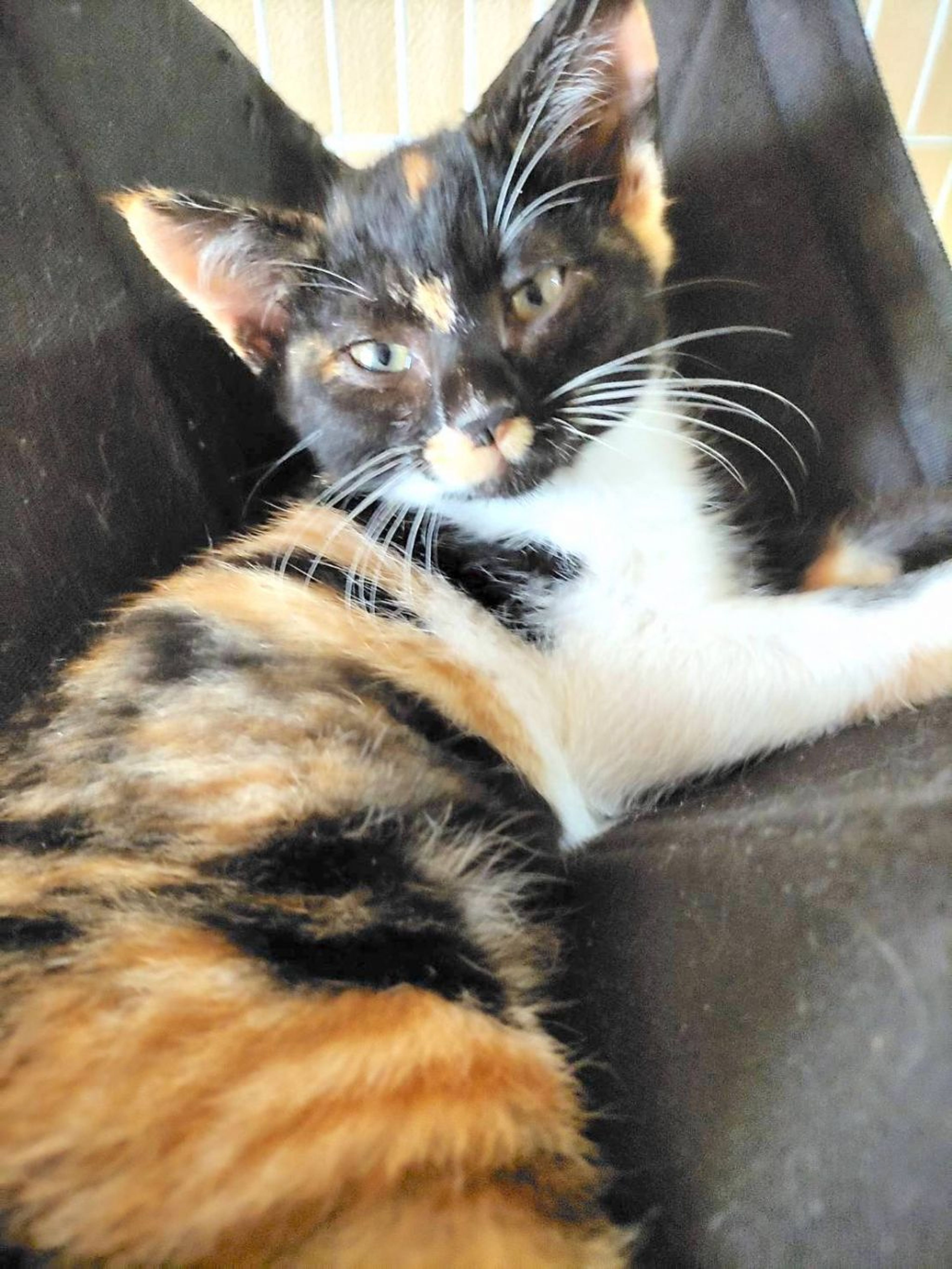日本猫・メスの里親募集の写真
