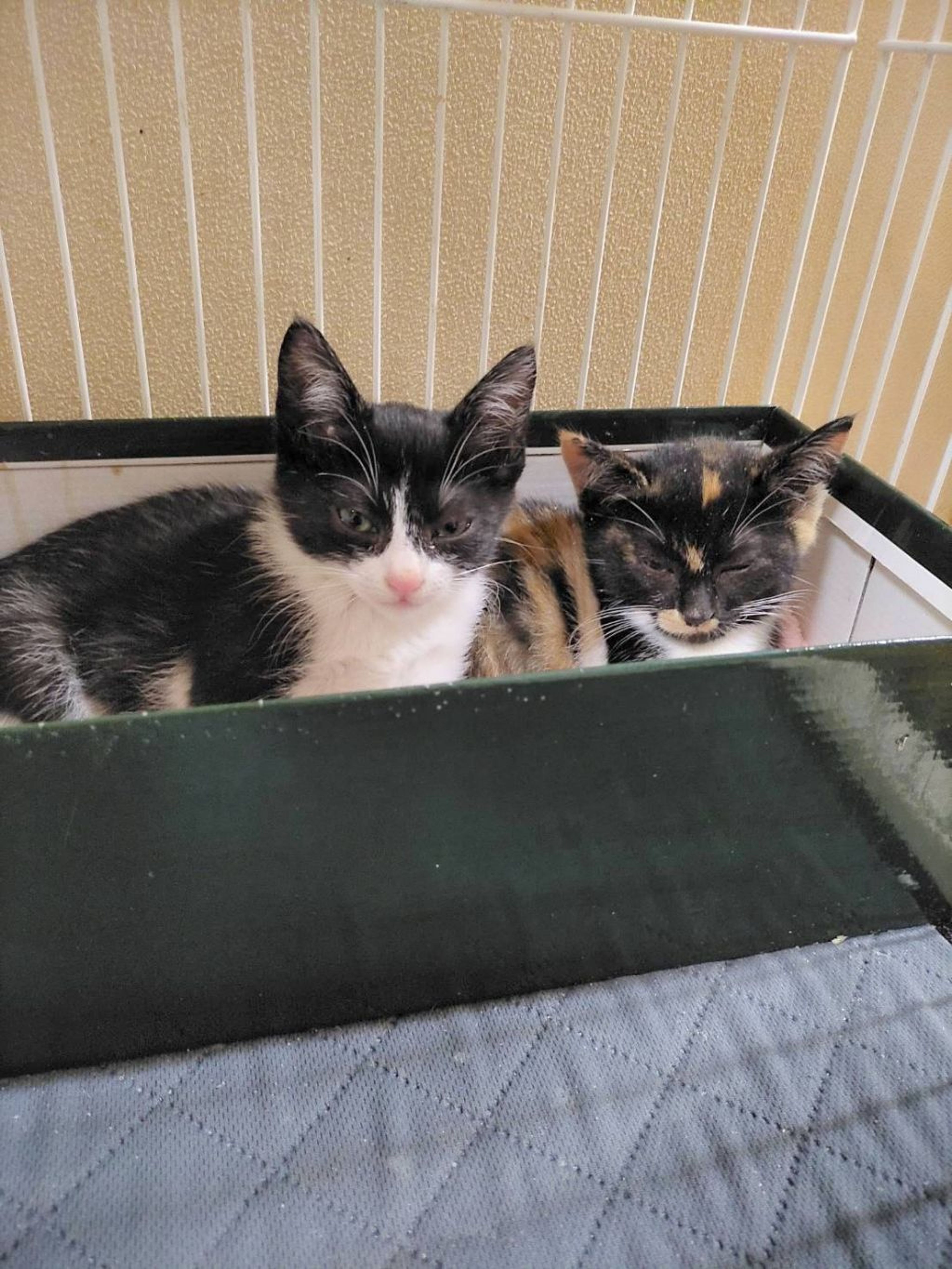 pet-image-3