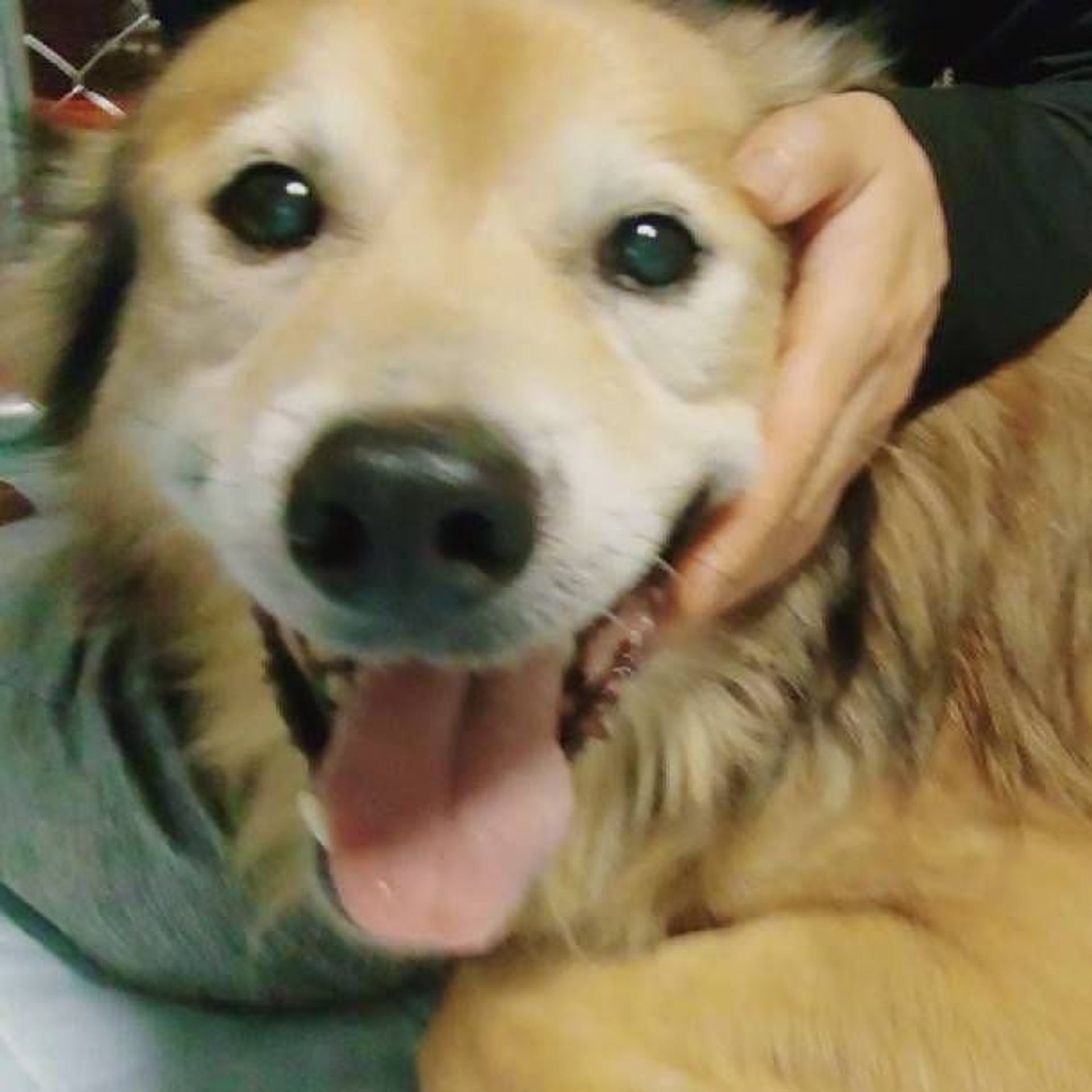 雑種（ミックス犬）・オスの里親募集の写真
