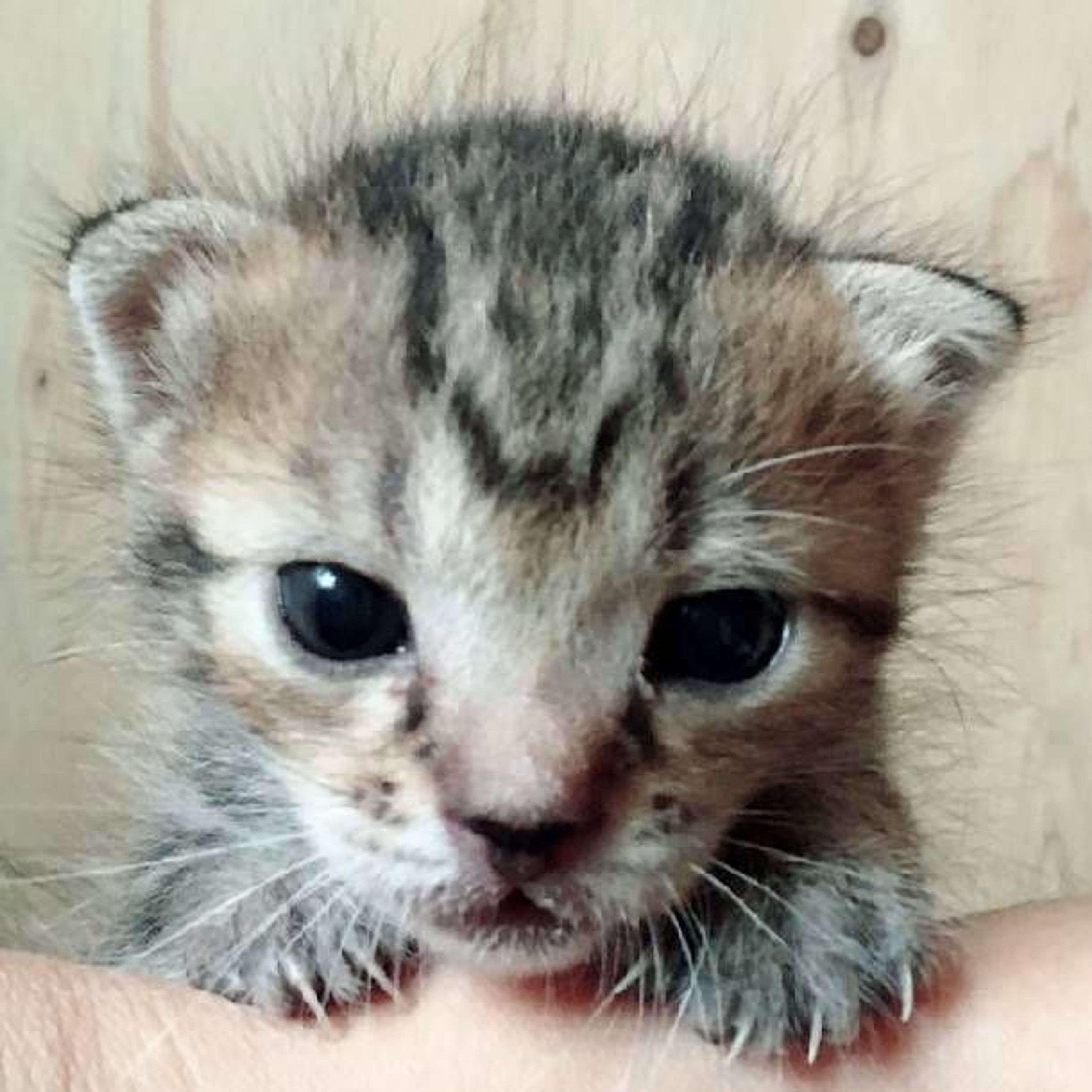 雑種（ミックス猫）・オスの里親募集の写真