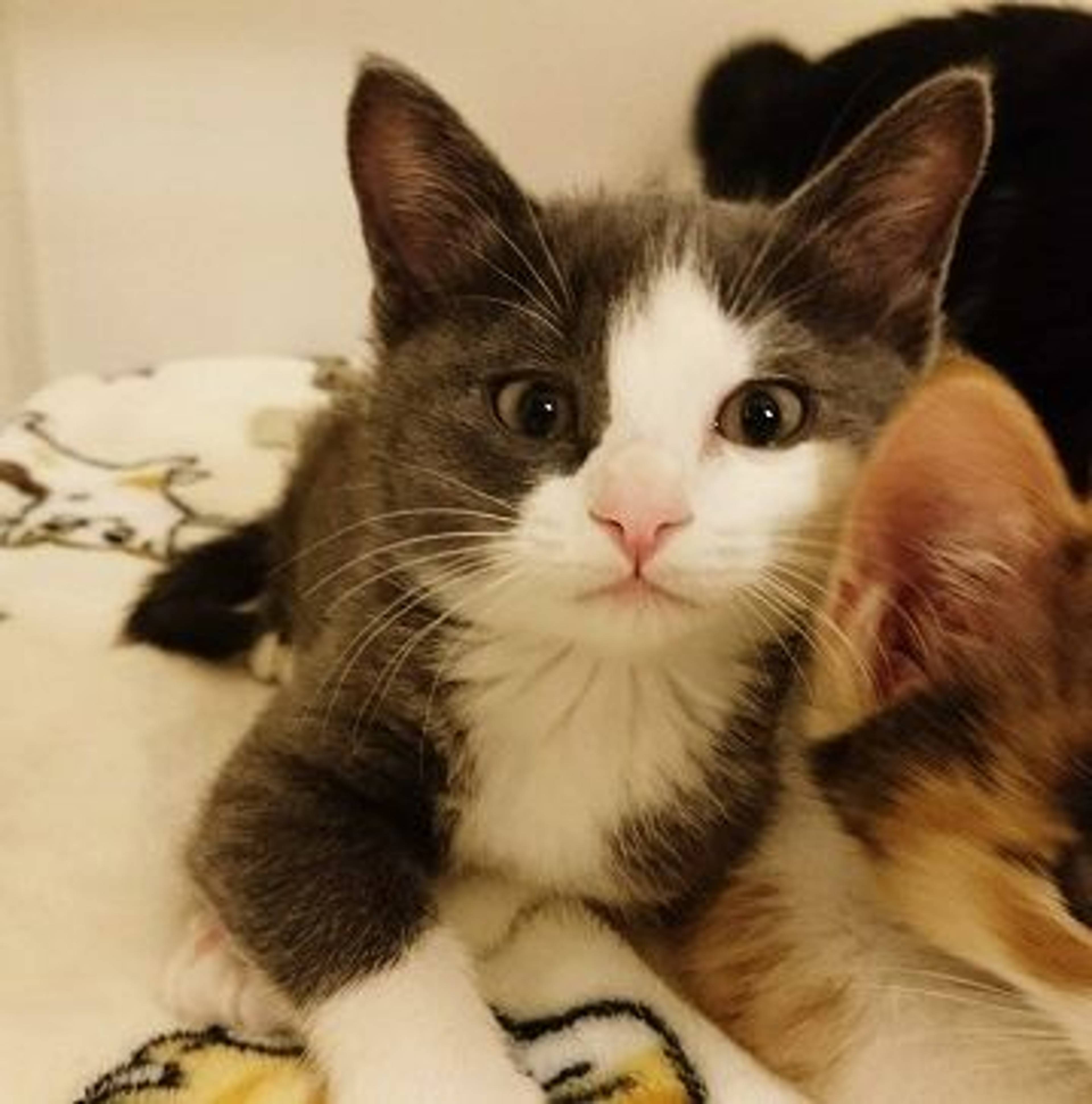 雑種（ミックス猫）・オスの里親募集の写真