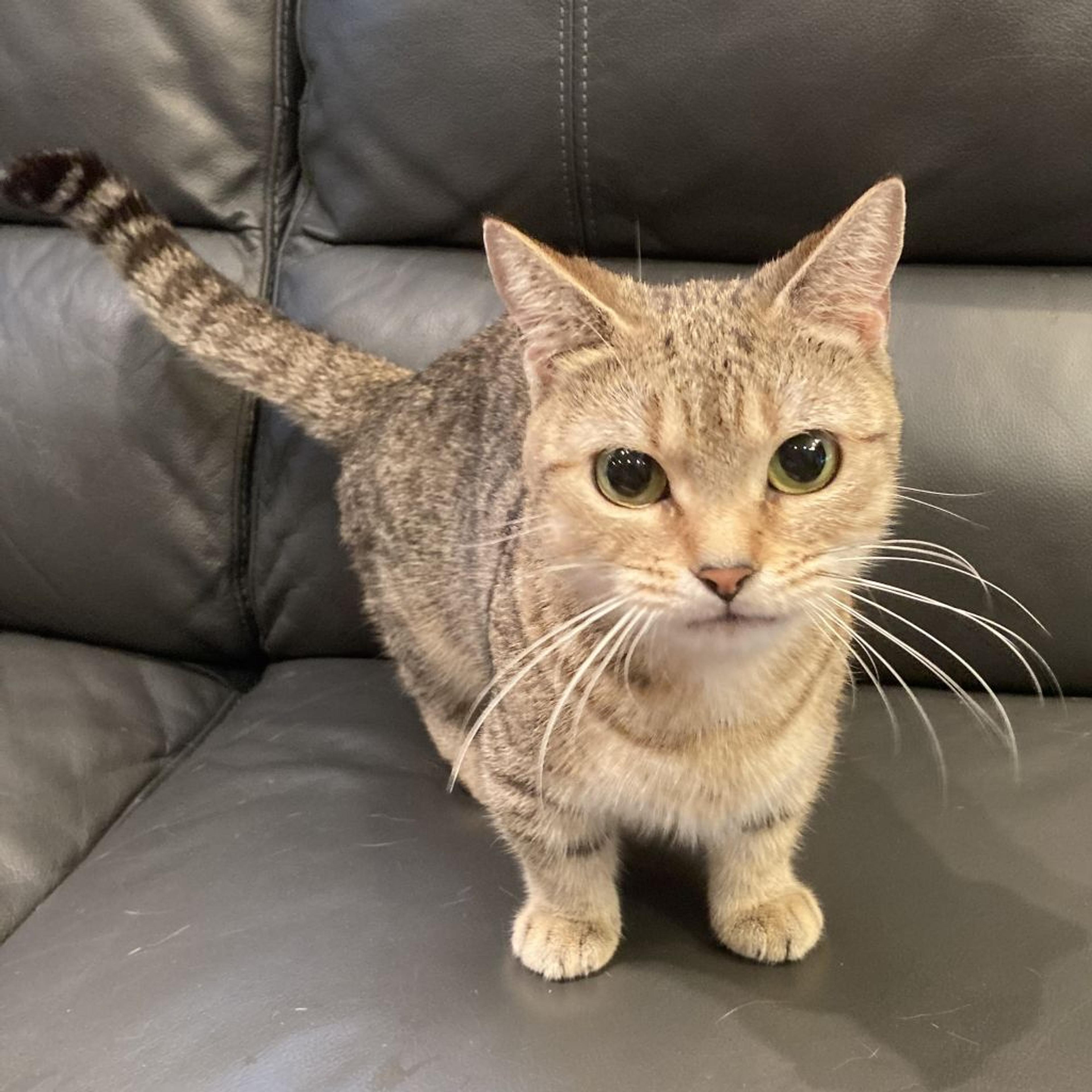 pet-image-2