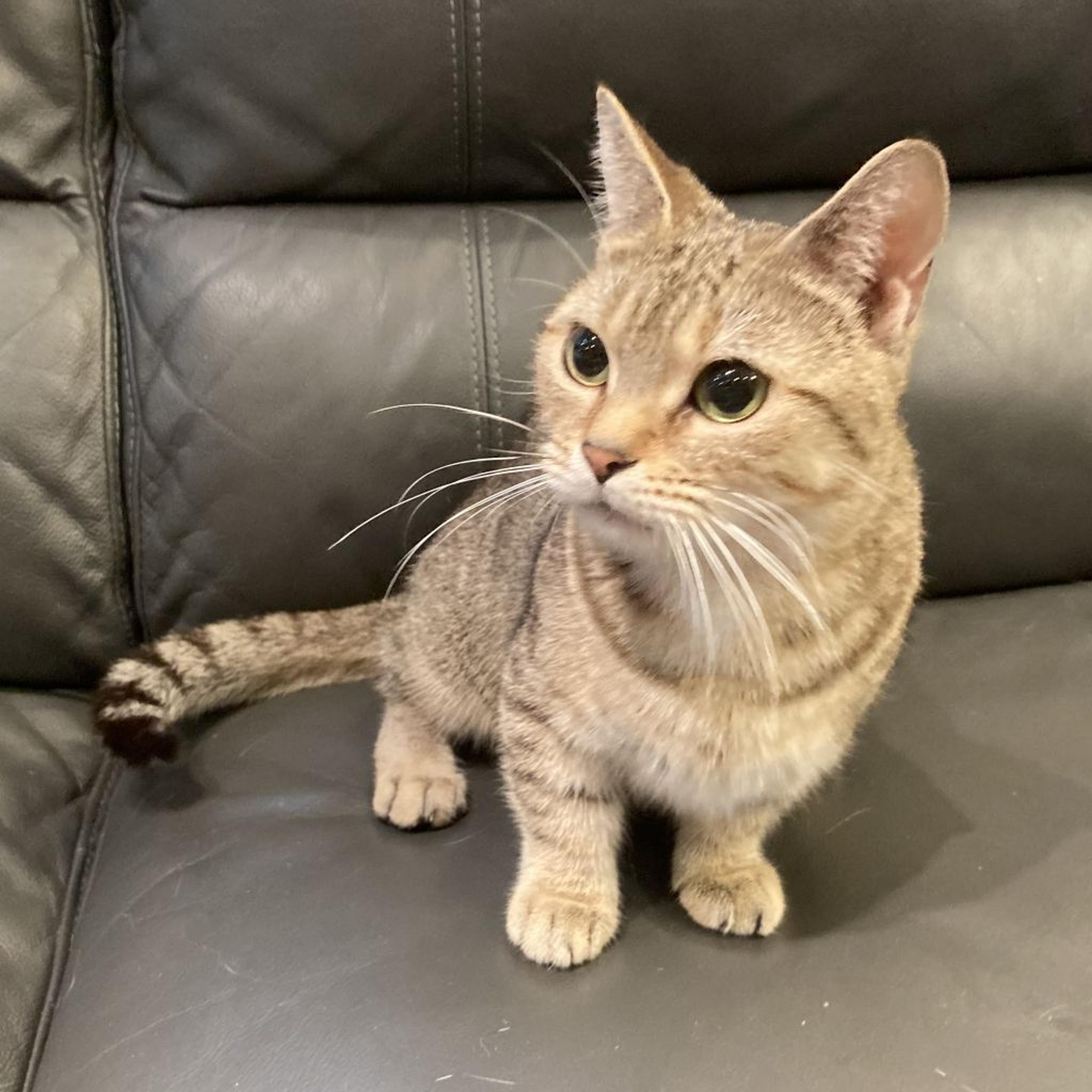 pet-image-3
