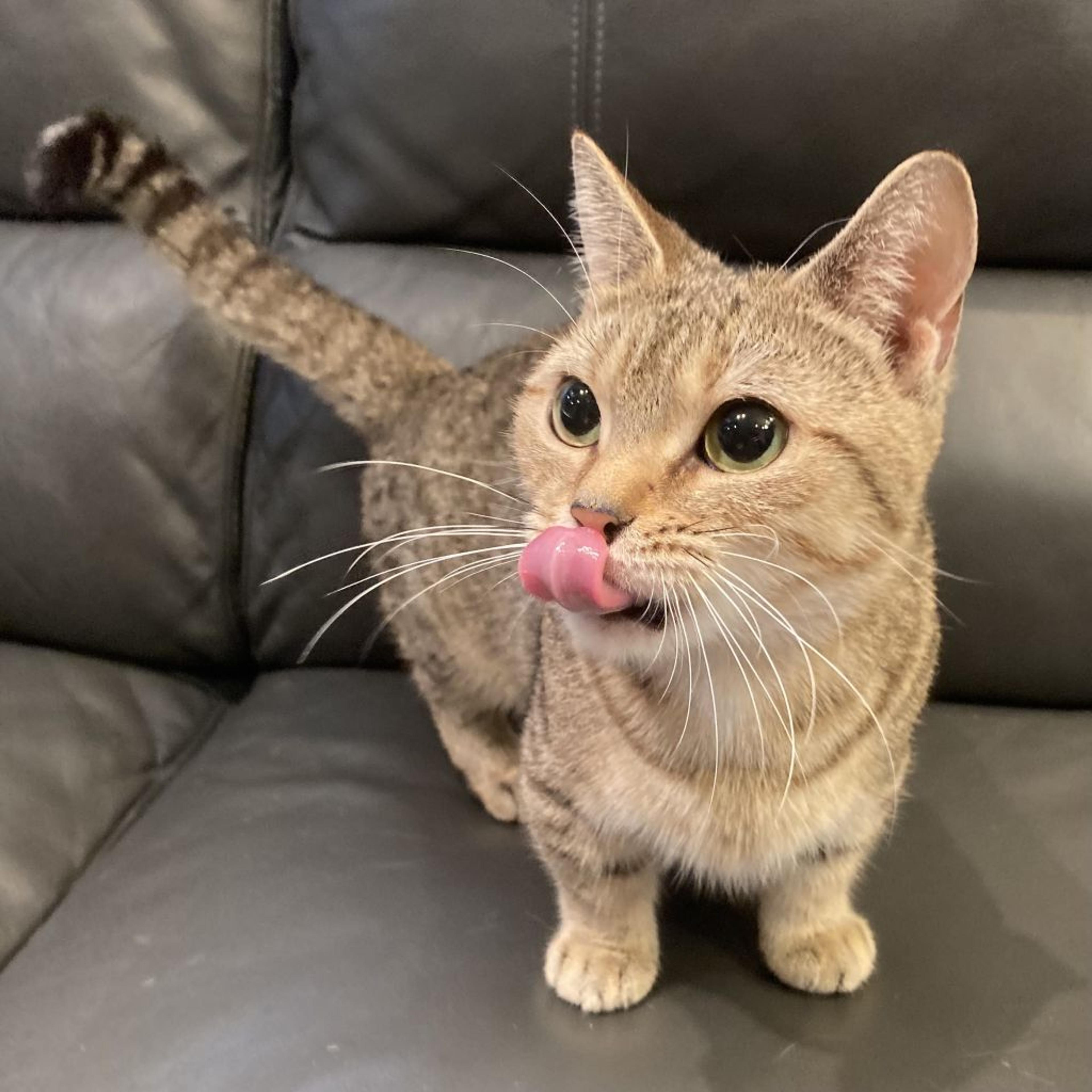 pet-image-4