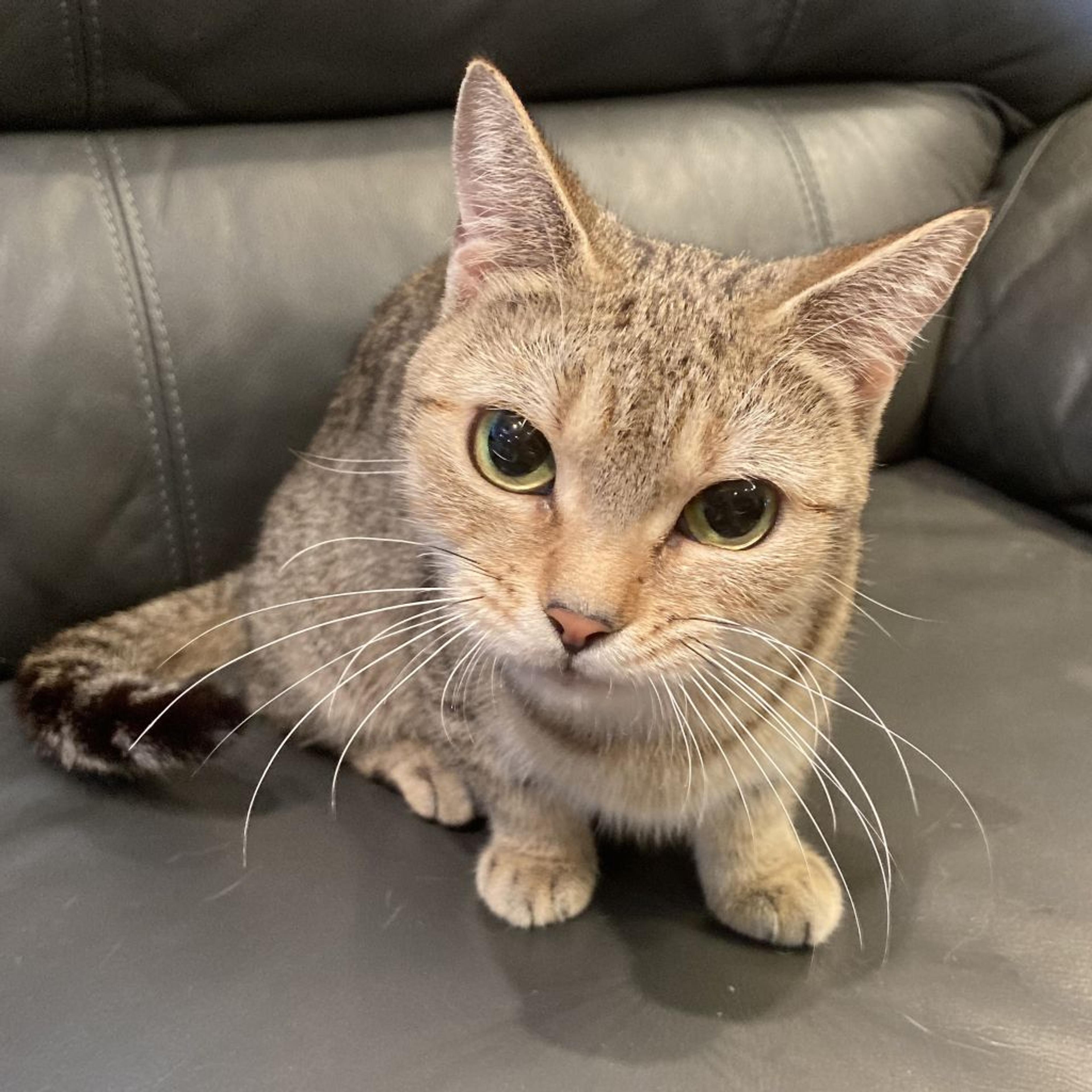 pet-image-5